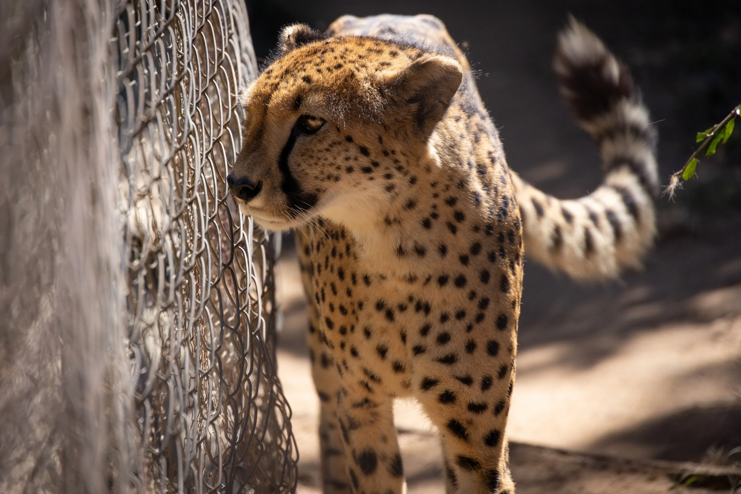 The Protecting Local Zoos Act is Not What it Seems: A New Threat for Big Cats