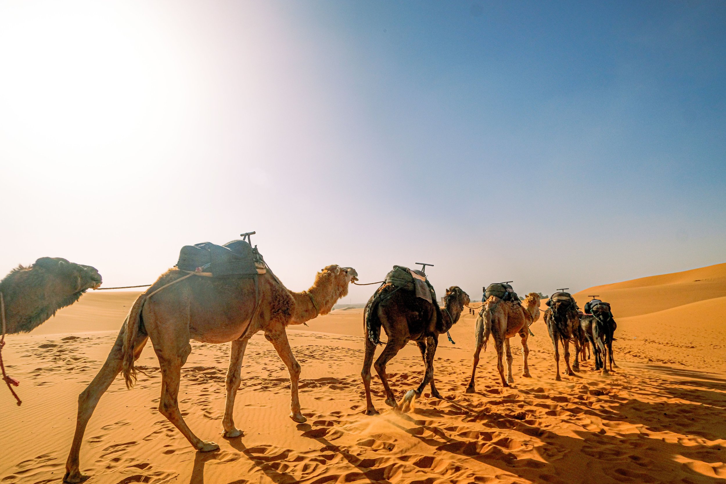 Tourism As A Driver Of Local Economies – And Animal Exploitation