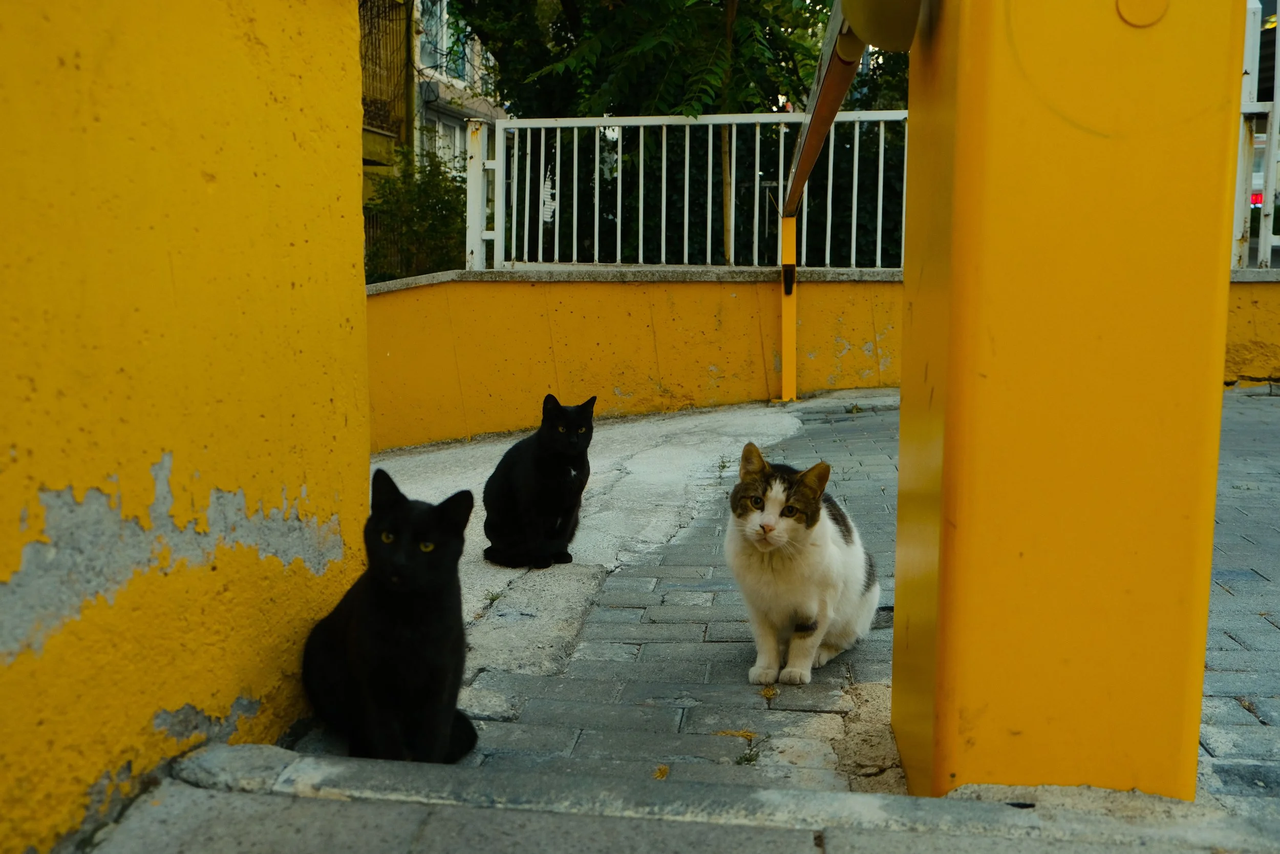 Animal Welfare Is Becoming Part of Destination Competitiveness