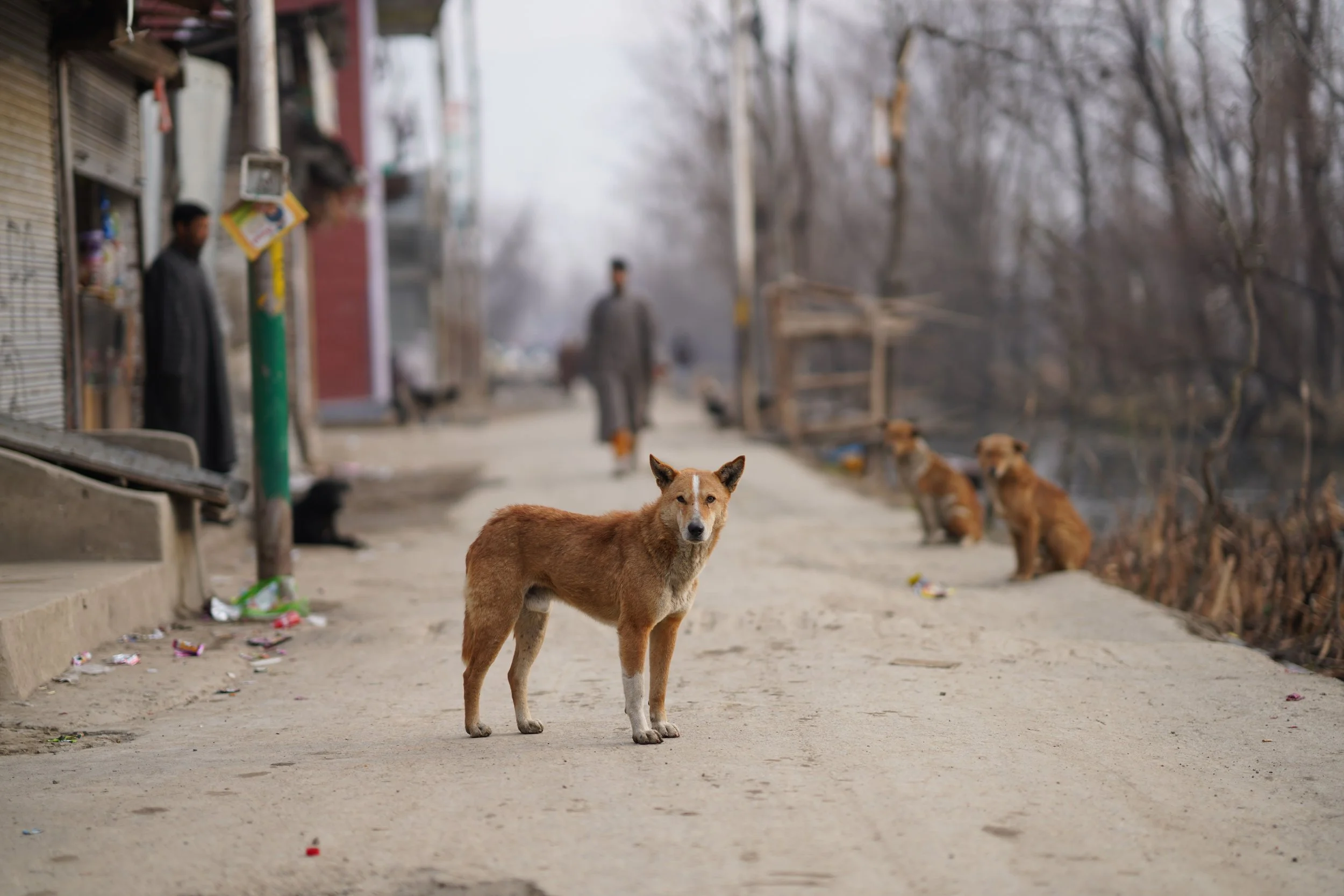What Every Traveler Should Know About Free-Roaming Dogs and Cats