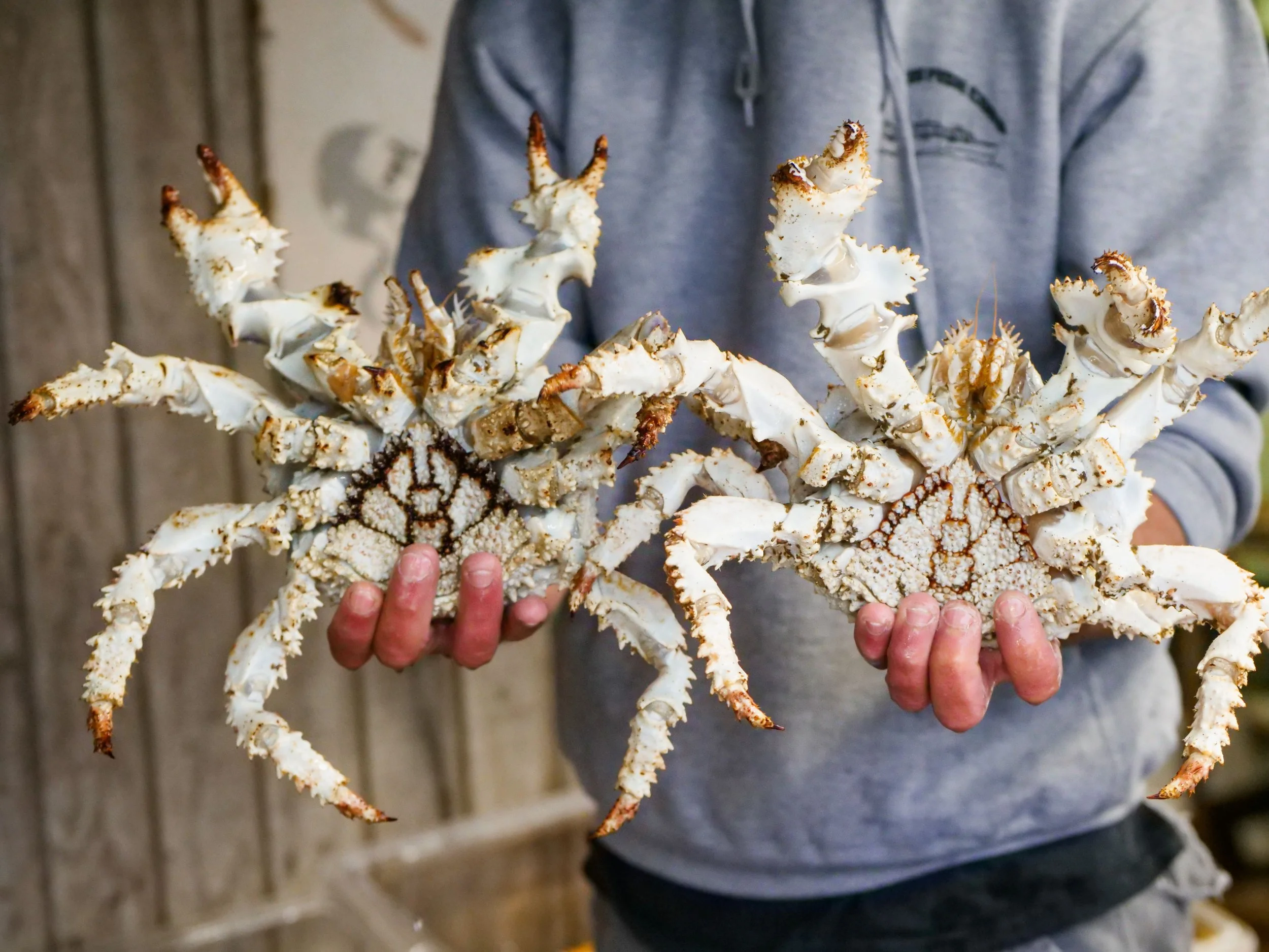 Safari Of Suffering: The Reality Of King Crab Tourism