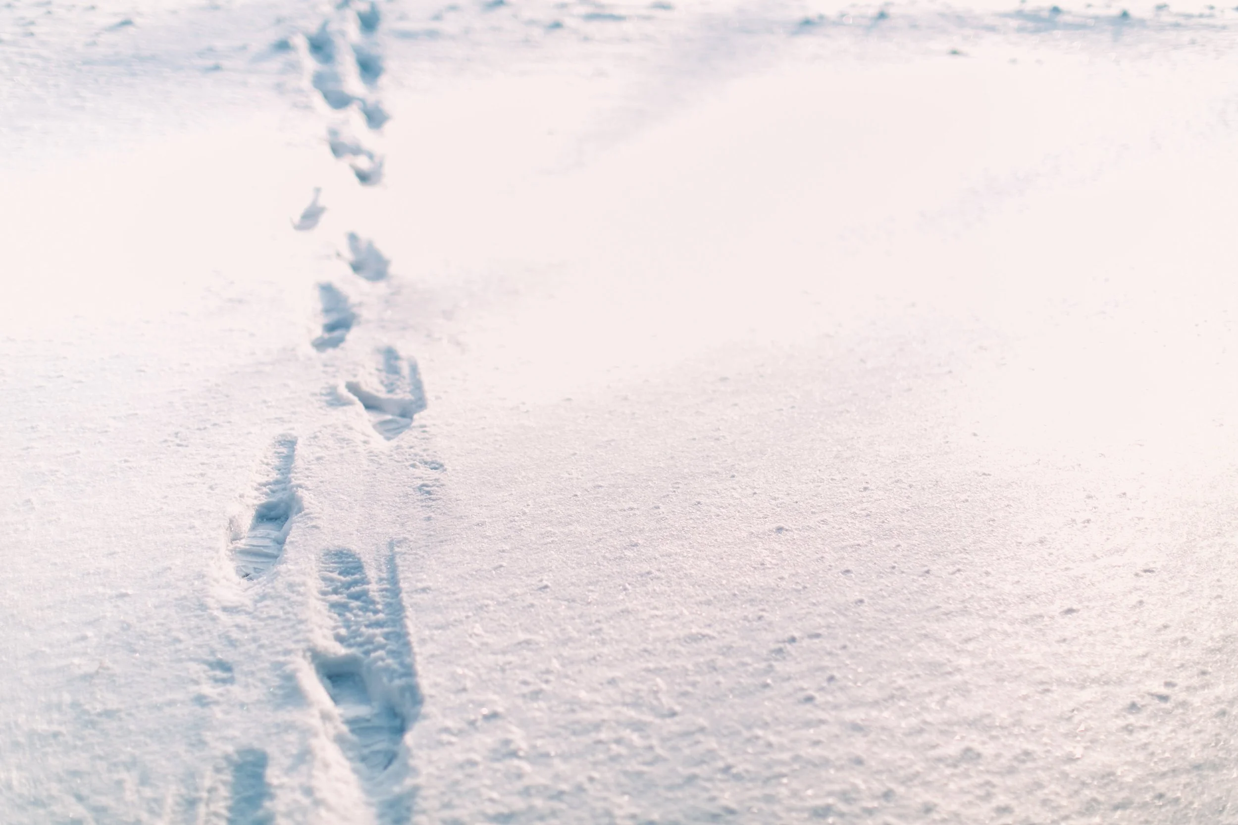 Embracing Winter: A Journey of Reflection, Rebellion, and Renewal