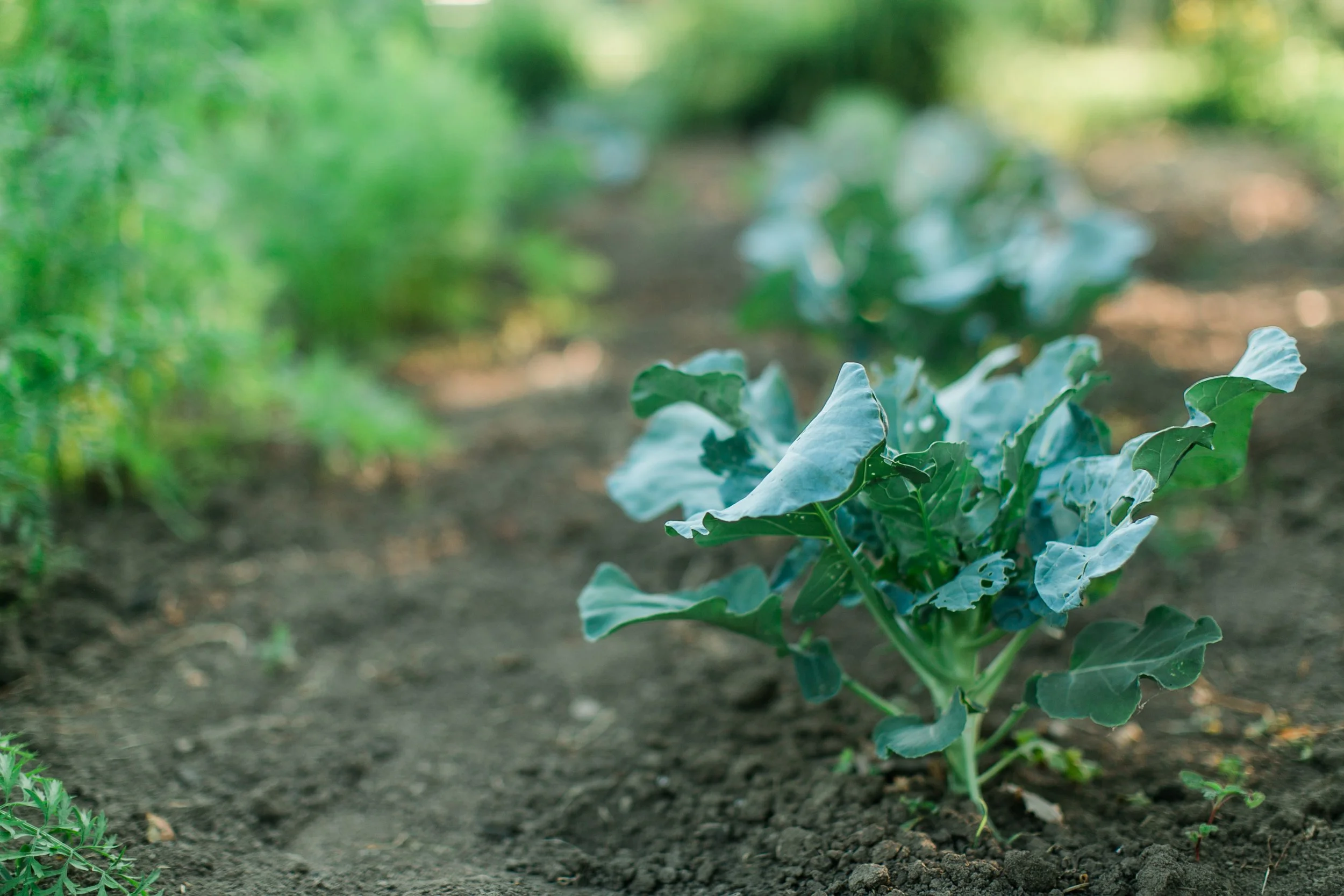 Whole Foods: Maestros of Wellness for a Harmonious Body
