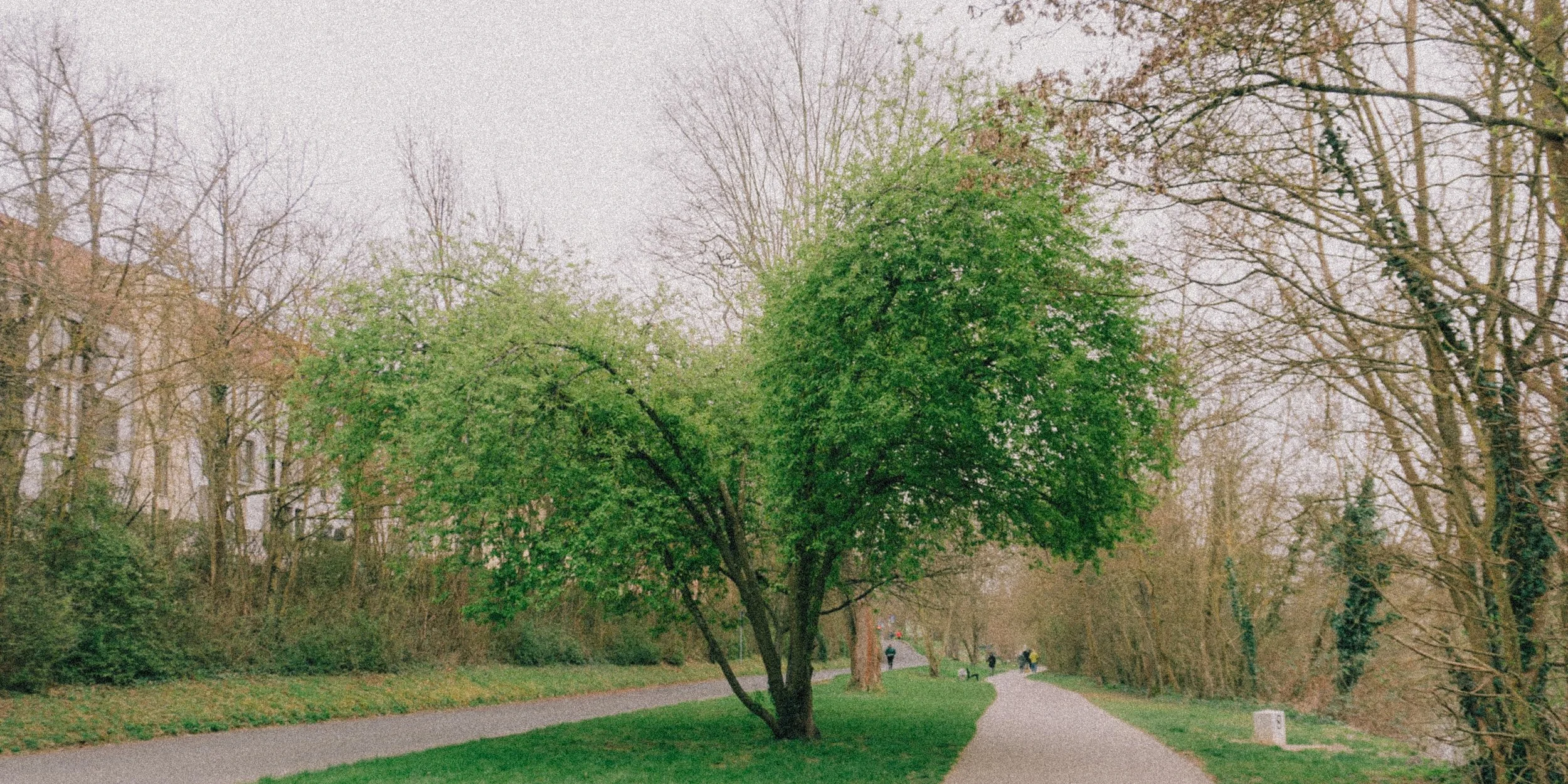 A park scene with a large green tree at the center, a winding paved path, and several people walking in the distance. Leafless trees surround the park, indicating early spring or late fall.