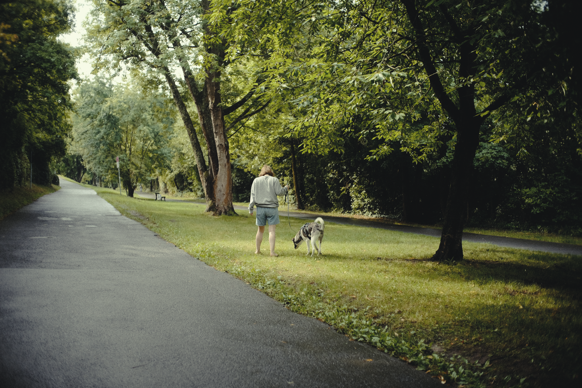 A person walking a dog along a park path surrounded by green trees.