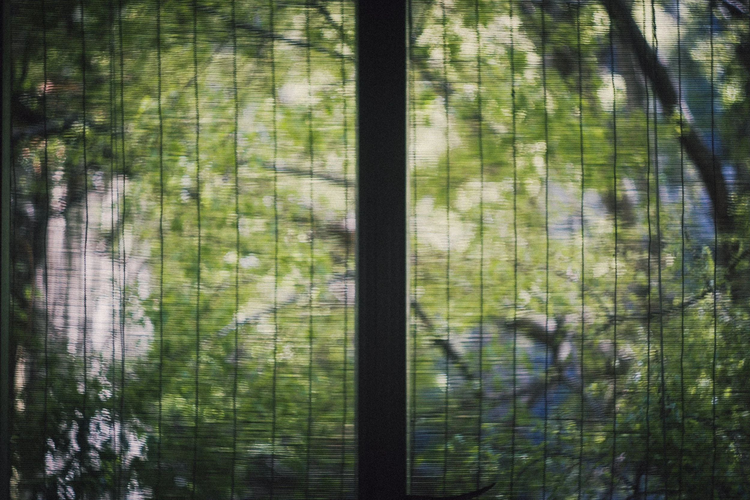 View through a window screen showing green trees and sunlight outside.