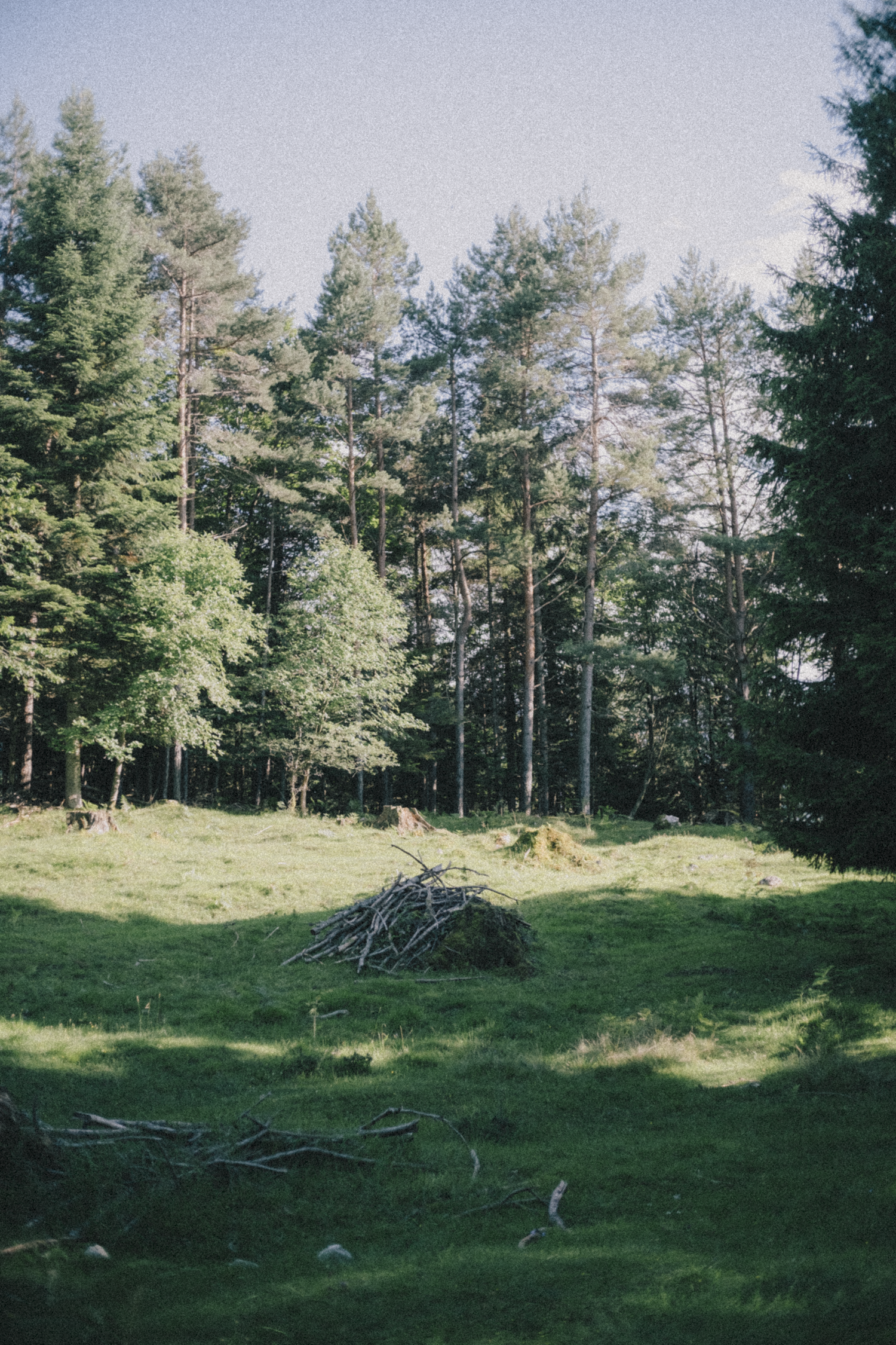 A forest clearing with grass and a pile of fallen branches in the center, surrounded by tall pine trees and a bright blue sky.