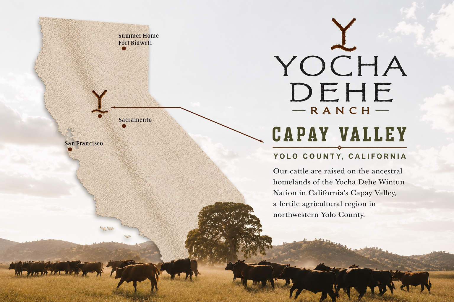 Map of California highlighting Capay Valley in Yolo County, with a herd of cattle grazing in a field at sunset, and labels for Sacramento, San Francisco, and the Summer Home Fort Bidwell.