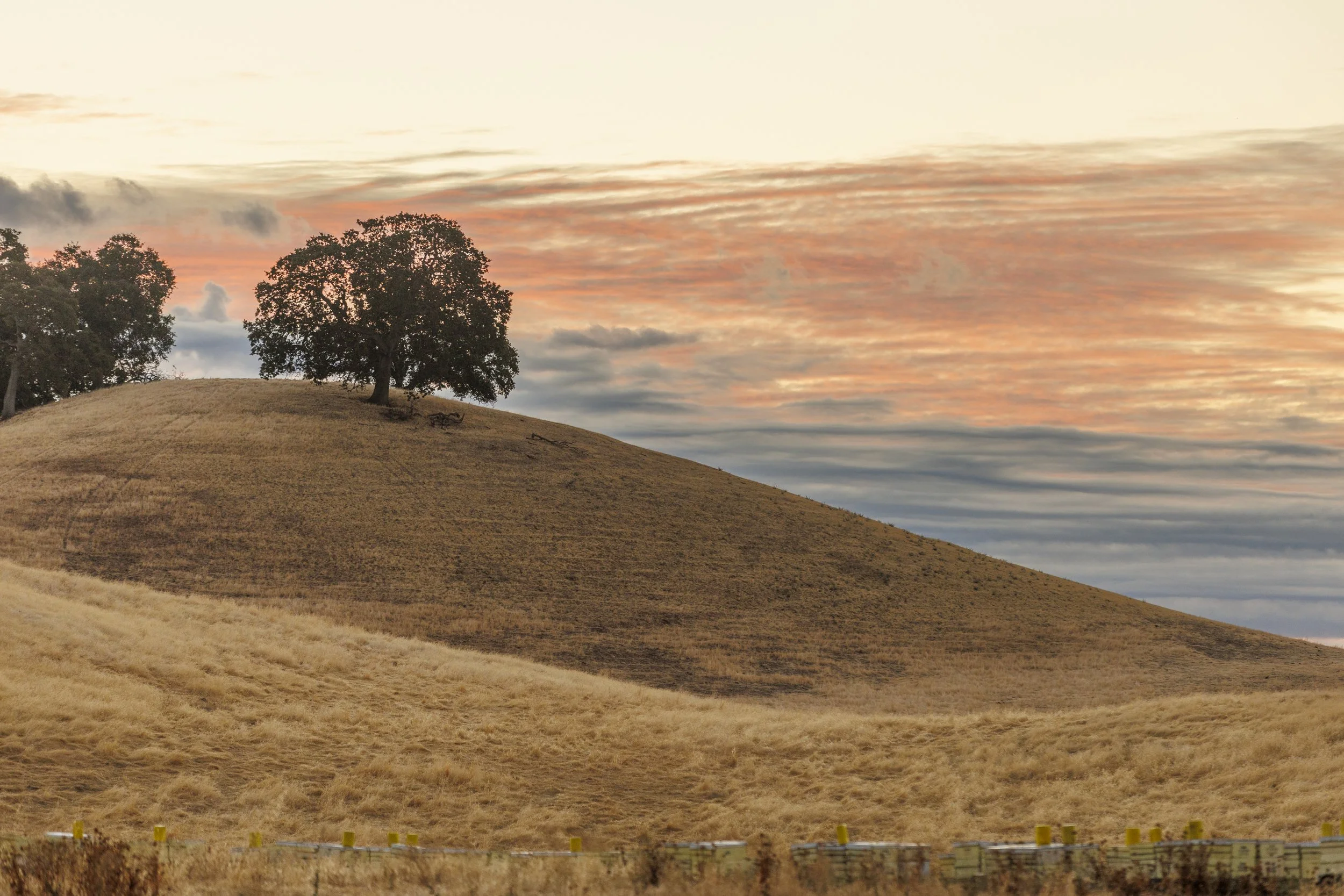 A hill with dry grass, two trees on top, and a colorful sky with clouds at sunset.