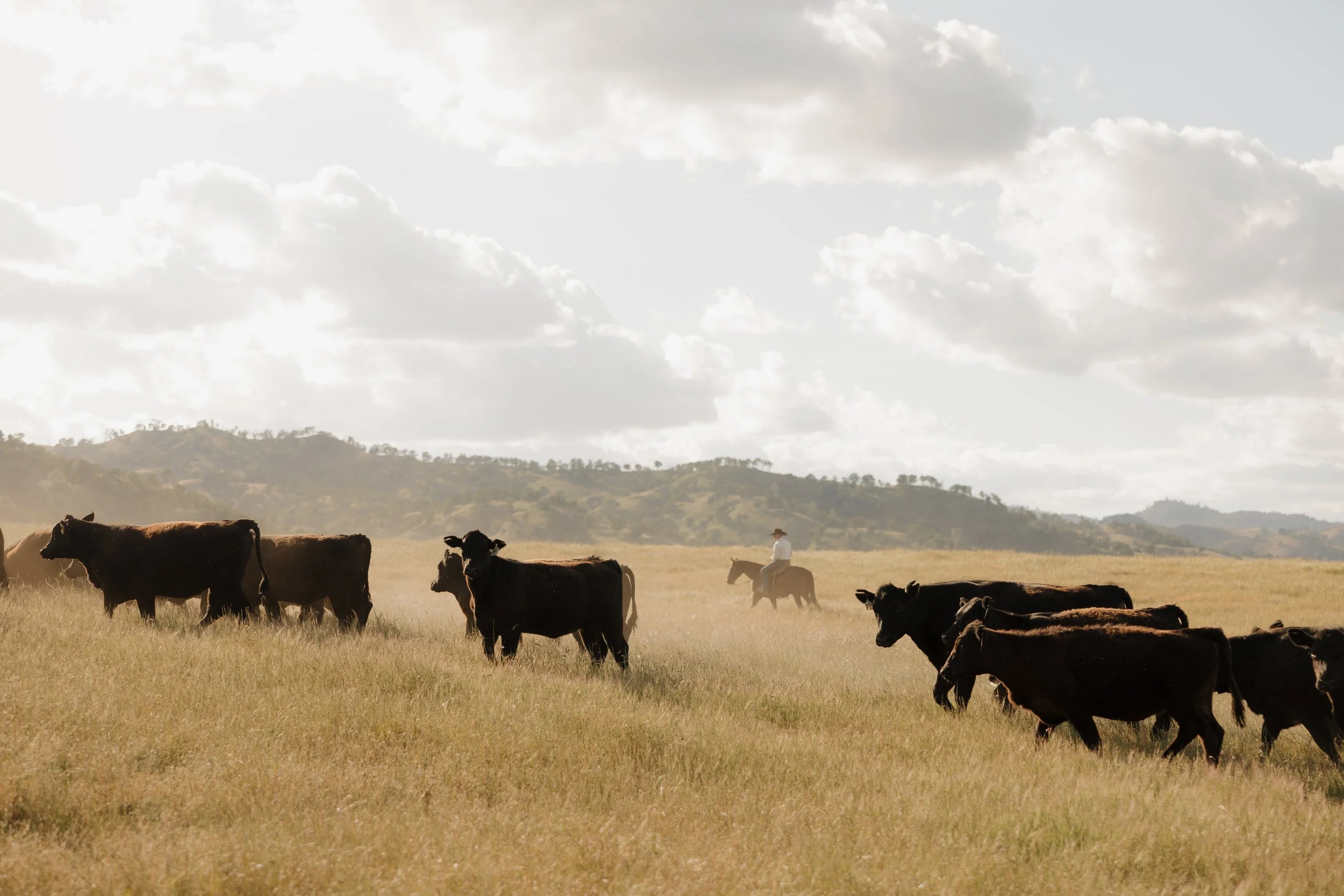 Cattle grazing in a grassy field with a person riding a horse in the background under a cloudy sky.