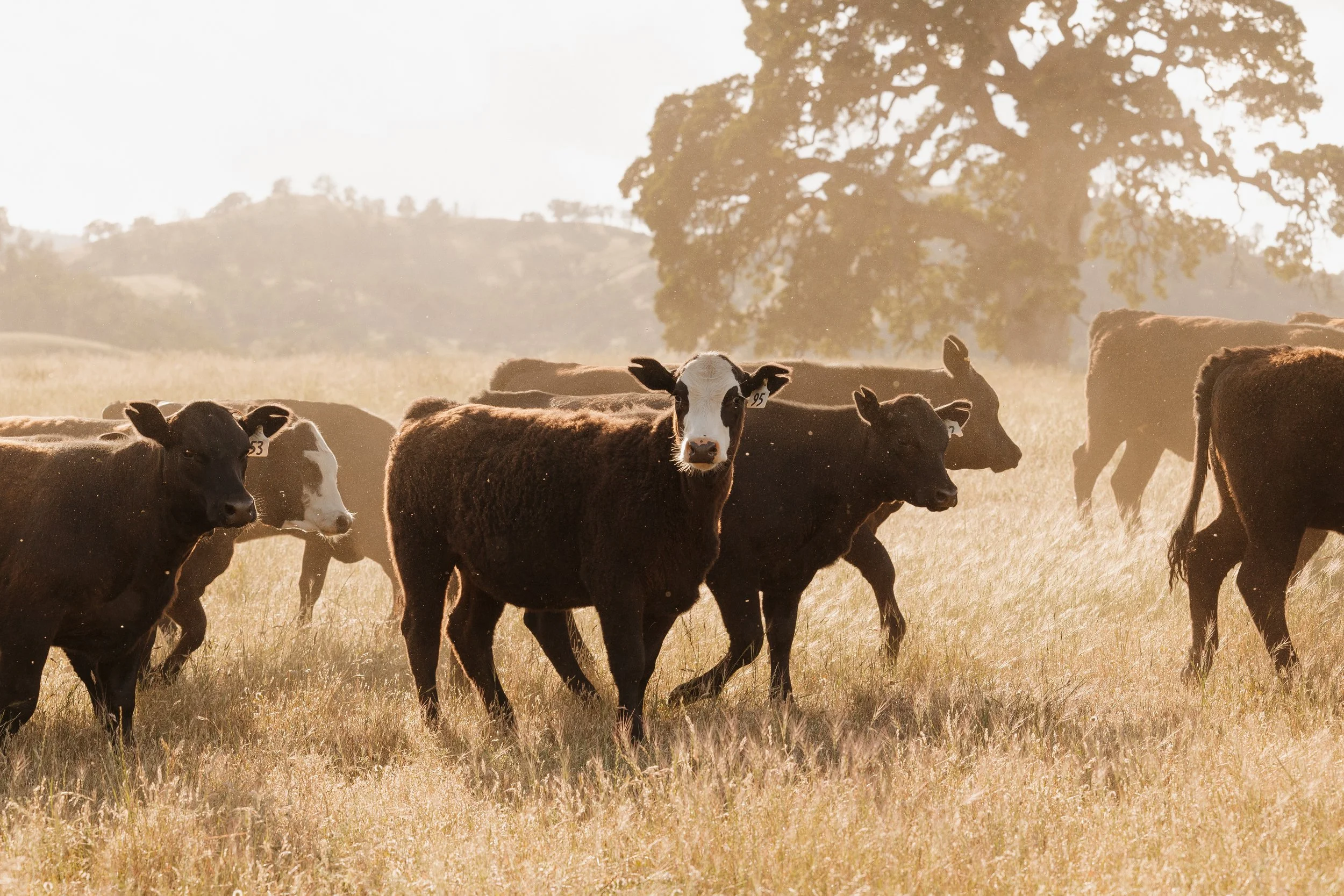 Cows grazing in a sunlit field with large trees in the background during sunset.