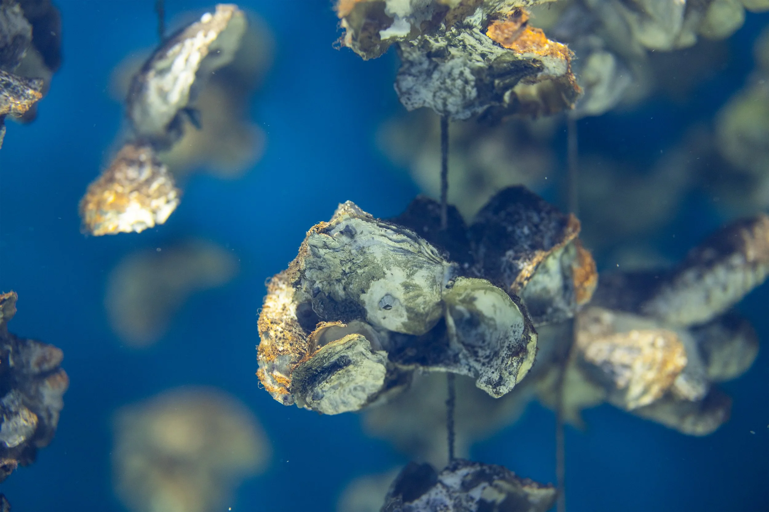 aquaculture-of-the-oyster-under-the-sea-2026-03-25-01-48-41-utc.jpg