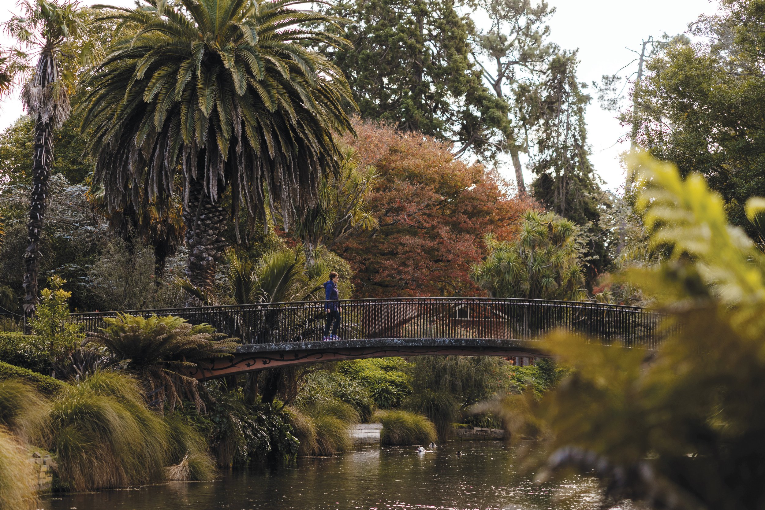 A person walking on a bridge over a river surrounded by lush trees and greenery, with tall trees and dense foliage in the background.