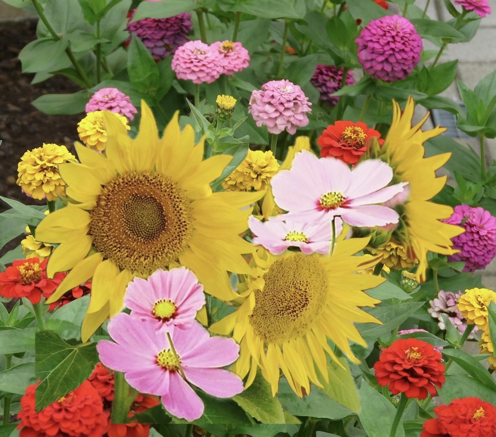 fall flowers.jpg