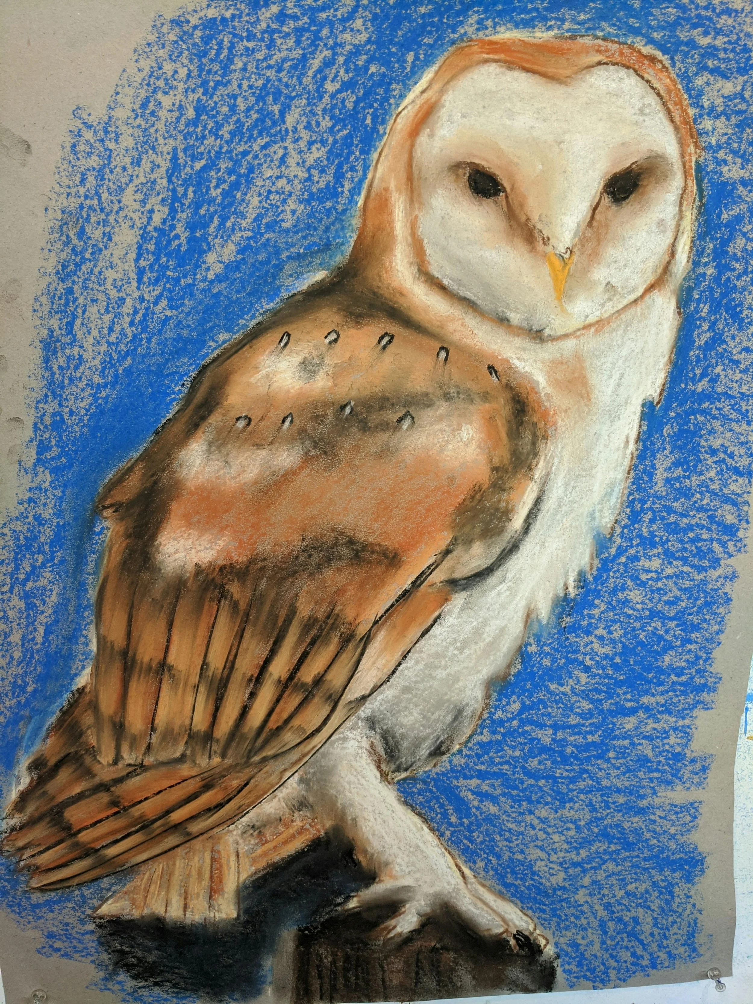 Owl.jpg