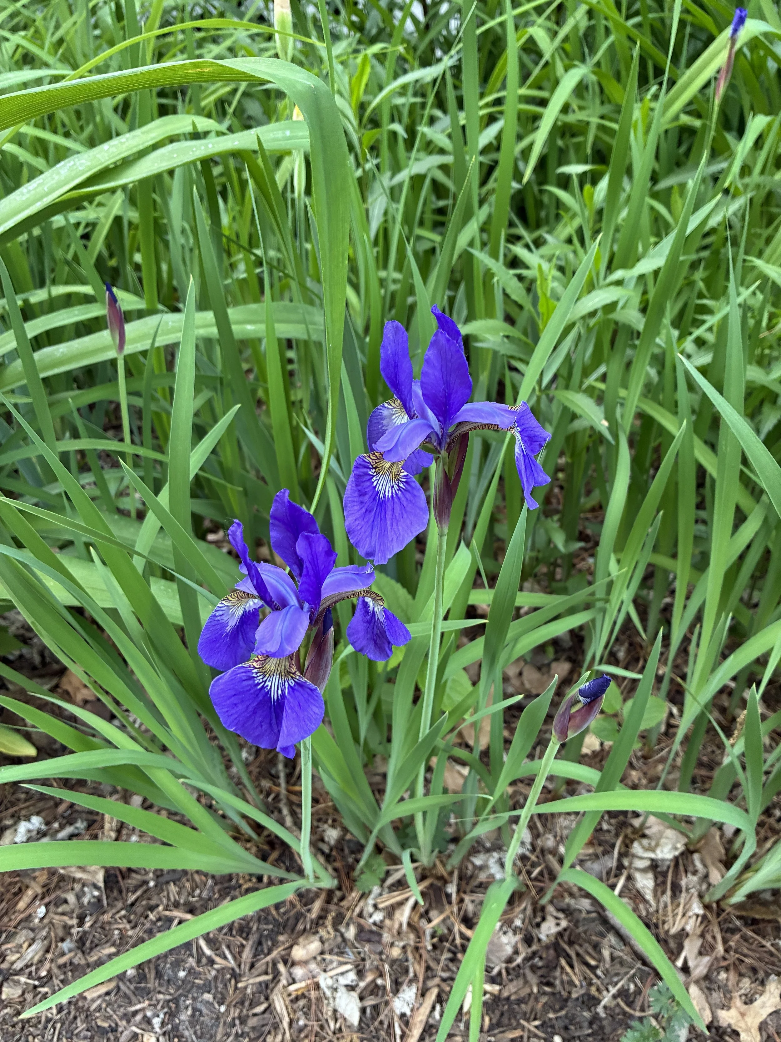 Garden discoveries