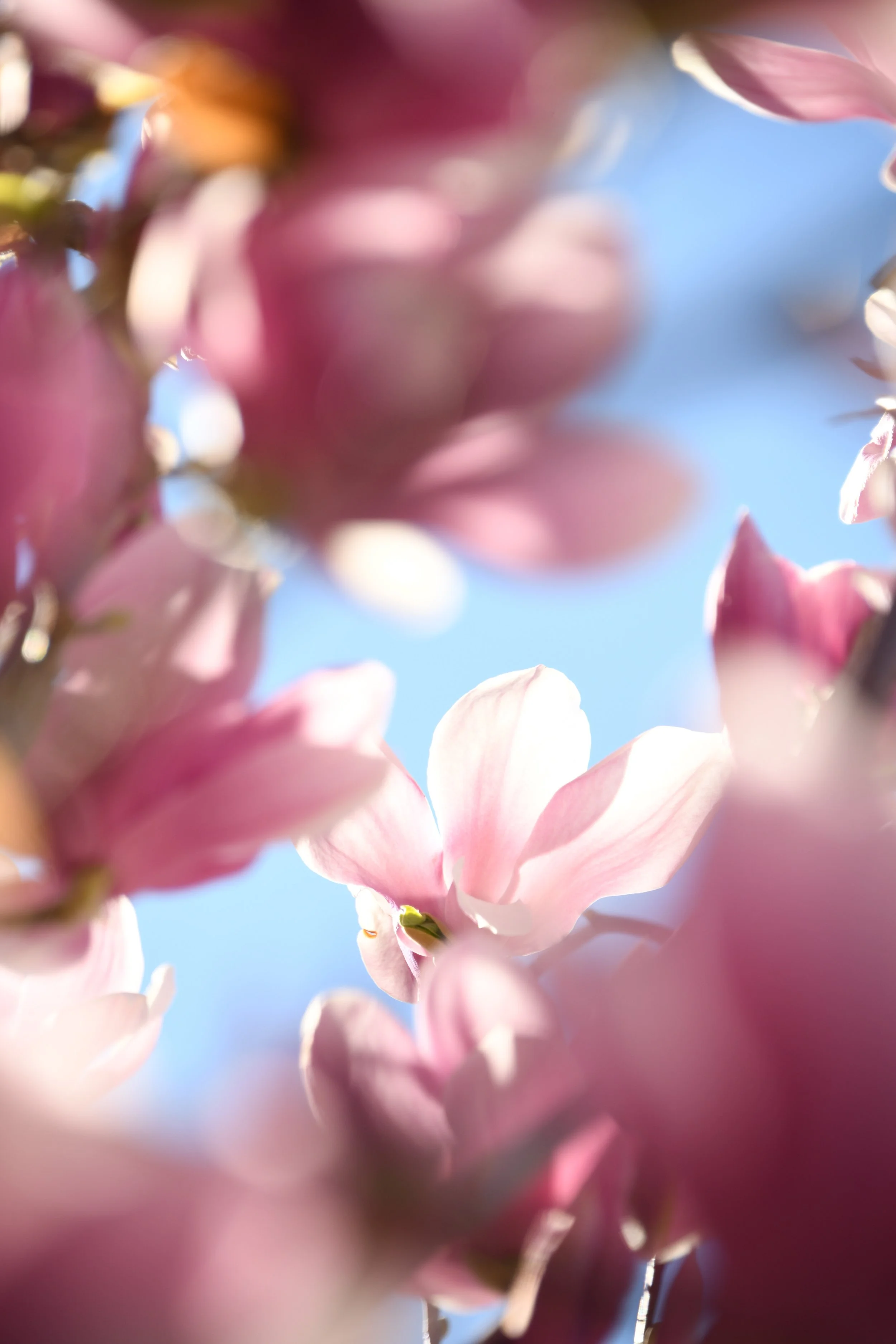 Close-up of pink blossoms with a clear blue sky background, out of focus.