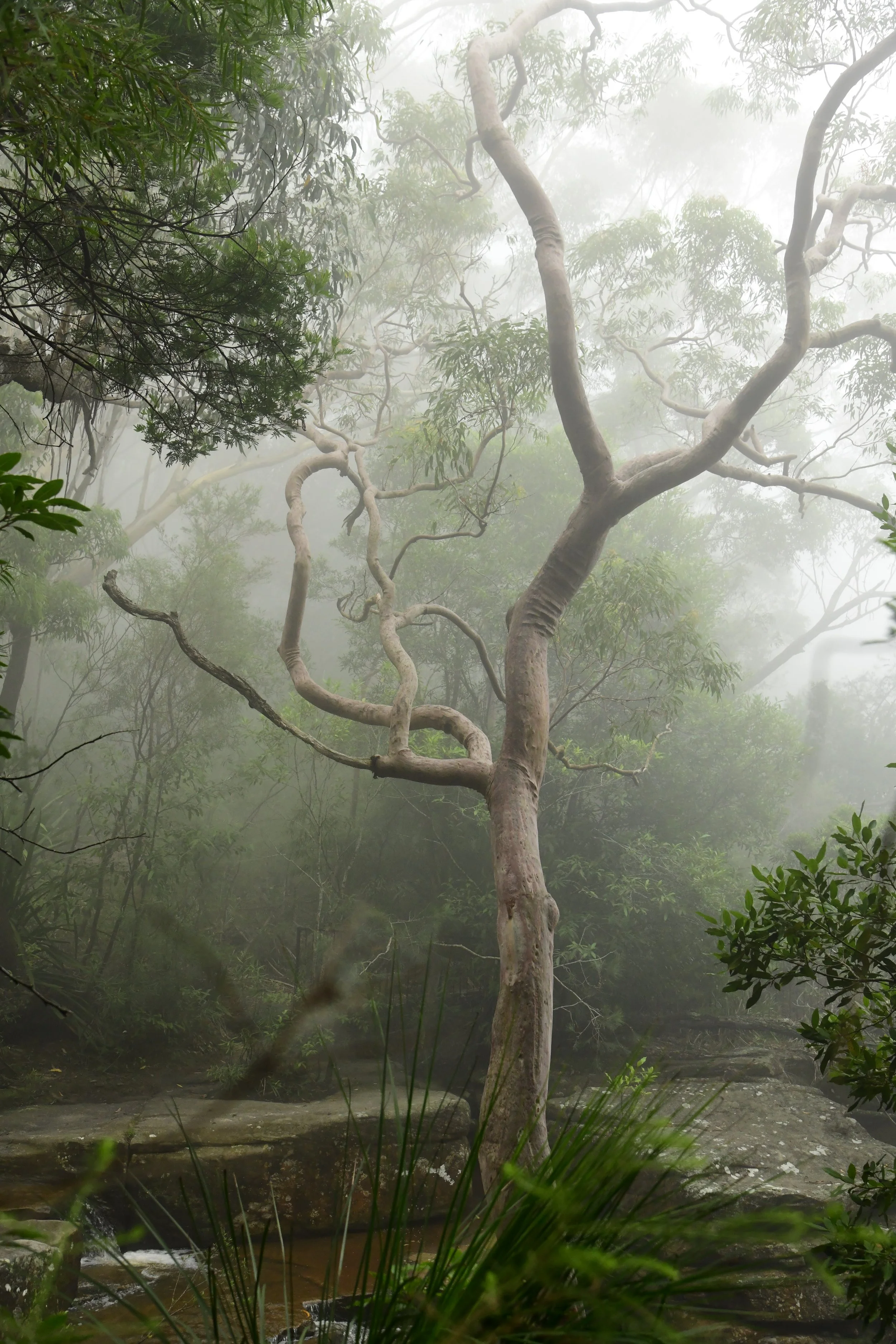 Nature Series • Lost in the Mist