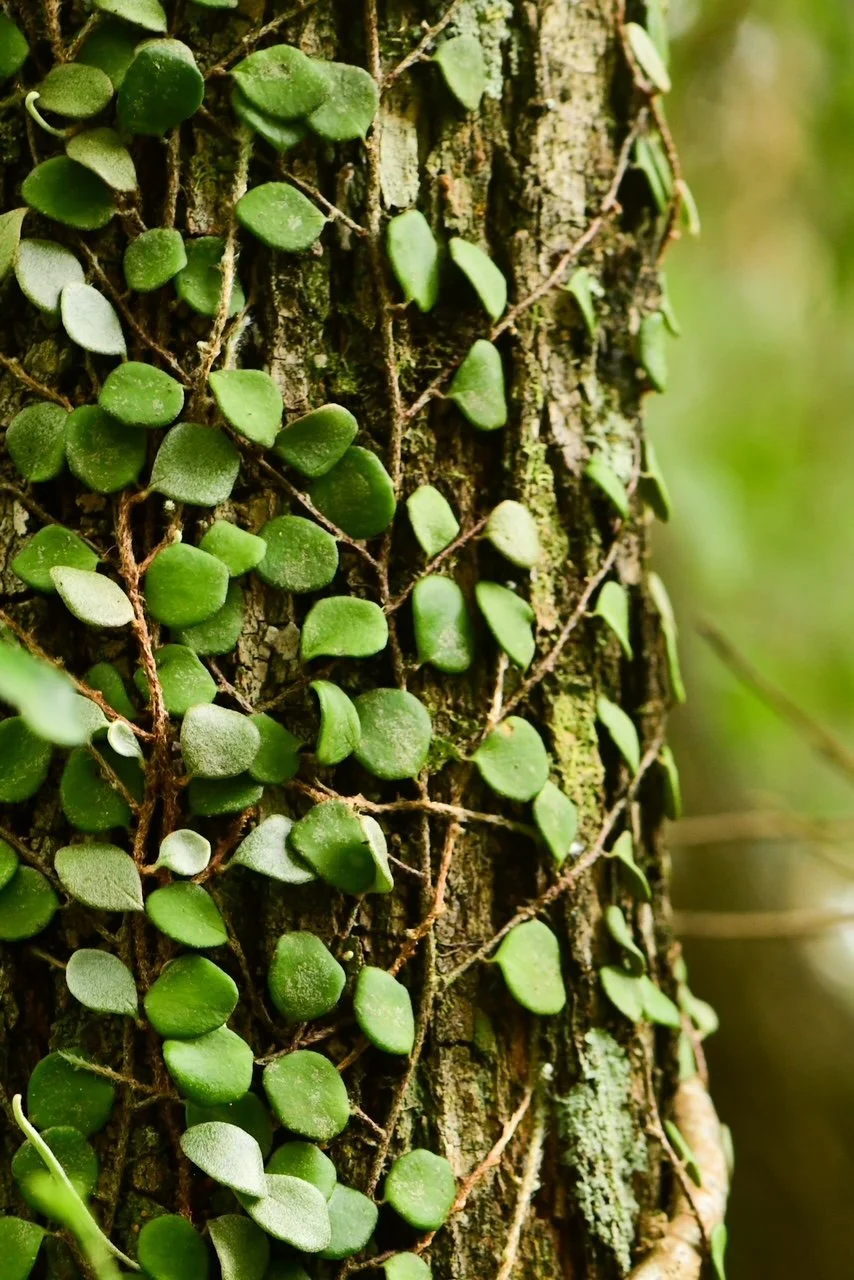 Close-up of green climbing plants growing on tree bark in a forest setting.