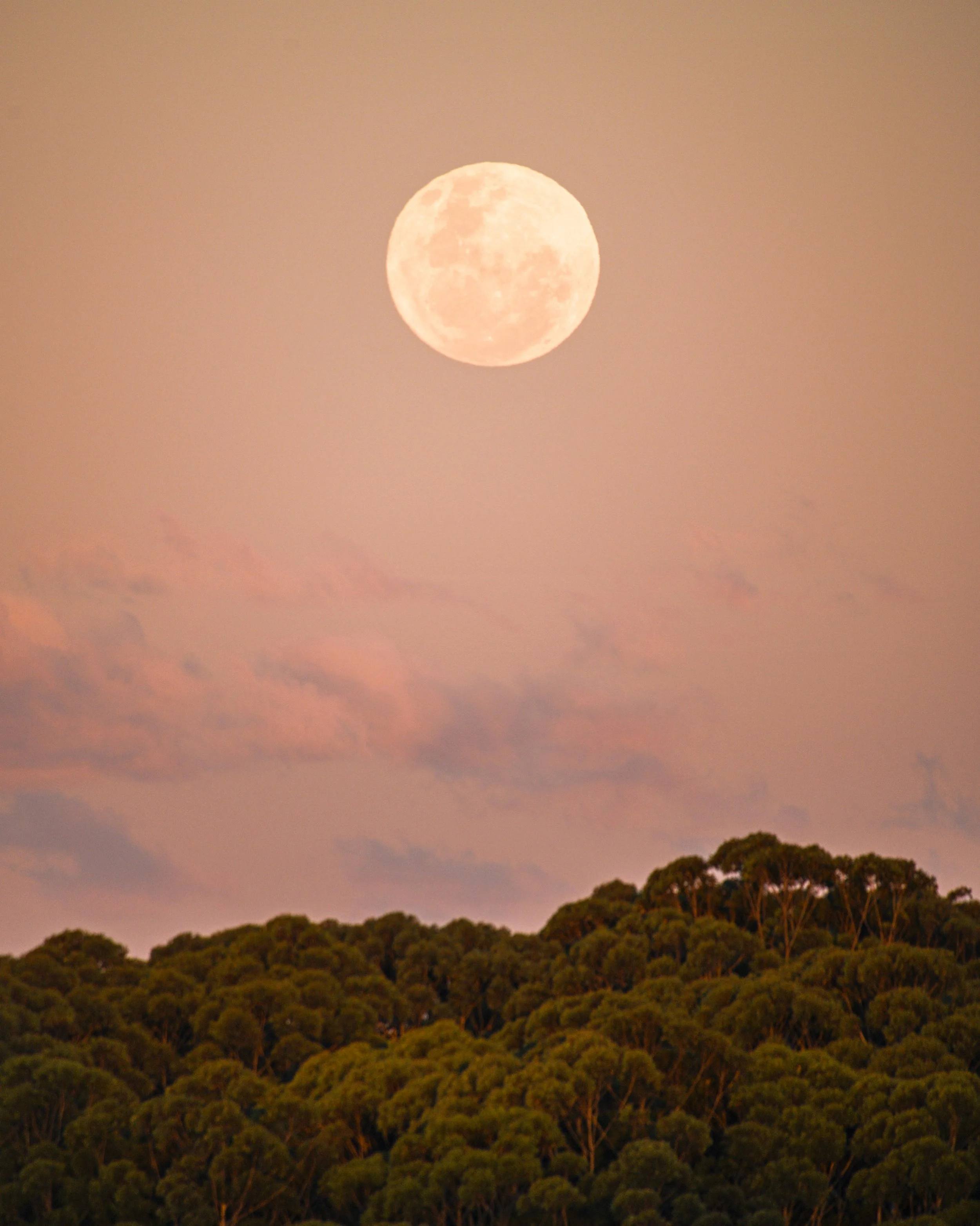 Full moon rising over a forest with trees, with a sky in shades of pink and light orange.