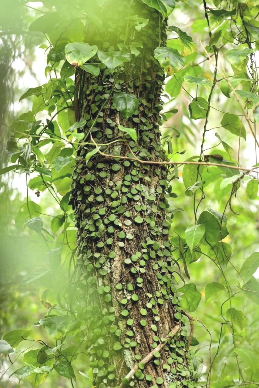 Close-up of a tree trunk covered with small green vines and surrounded by larger green leaves.