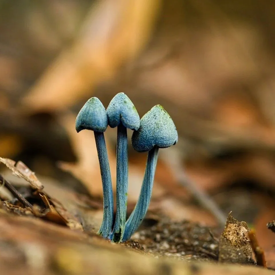 Three small blue mushrooms growing from the ground among fallen leaves.