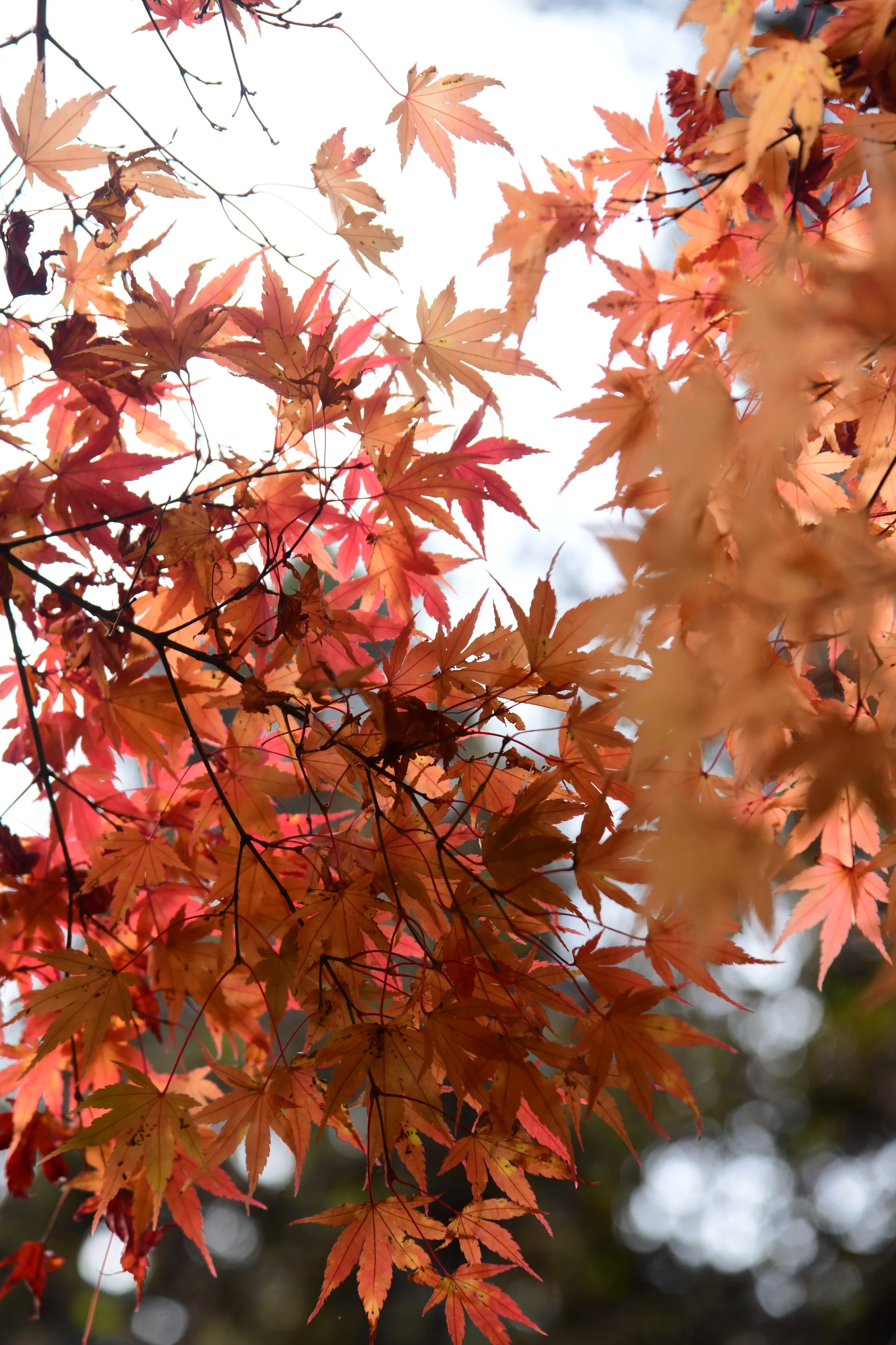 Close-up of orange and red autumn maple leaves against a bright sky.