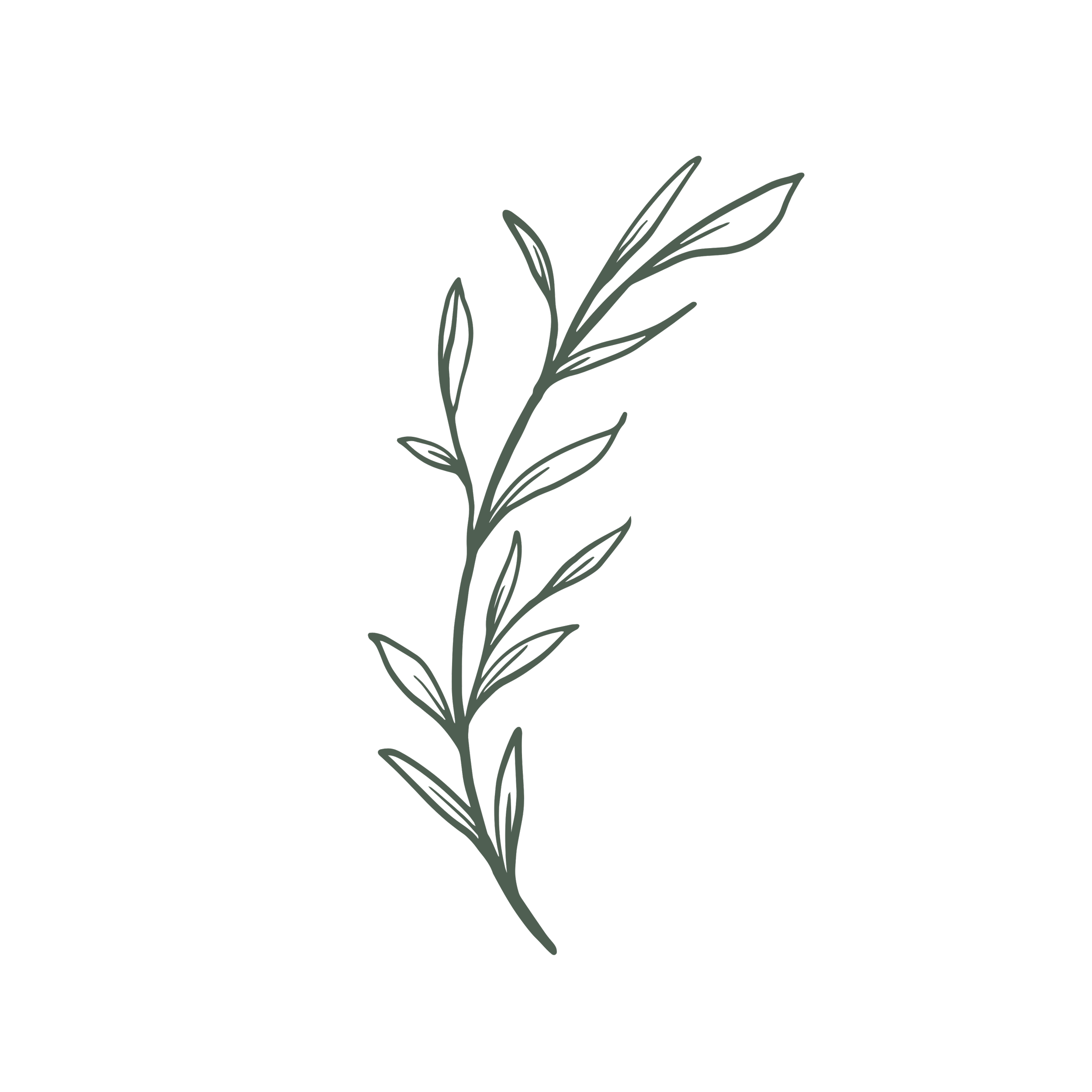 A minimalist line drawing of a plant with long, narrow leaves on a black background.