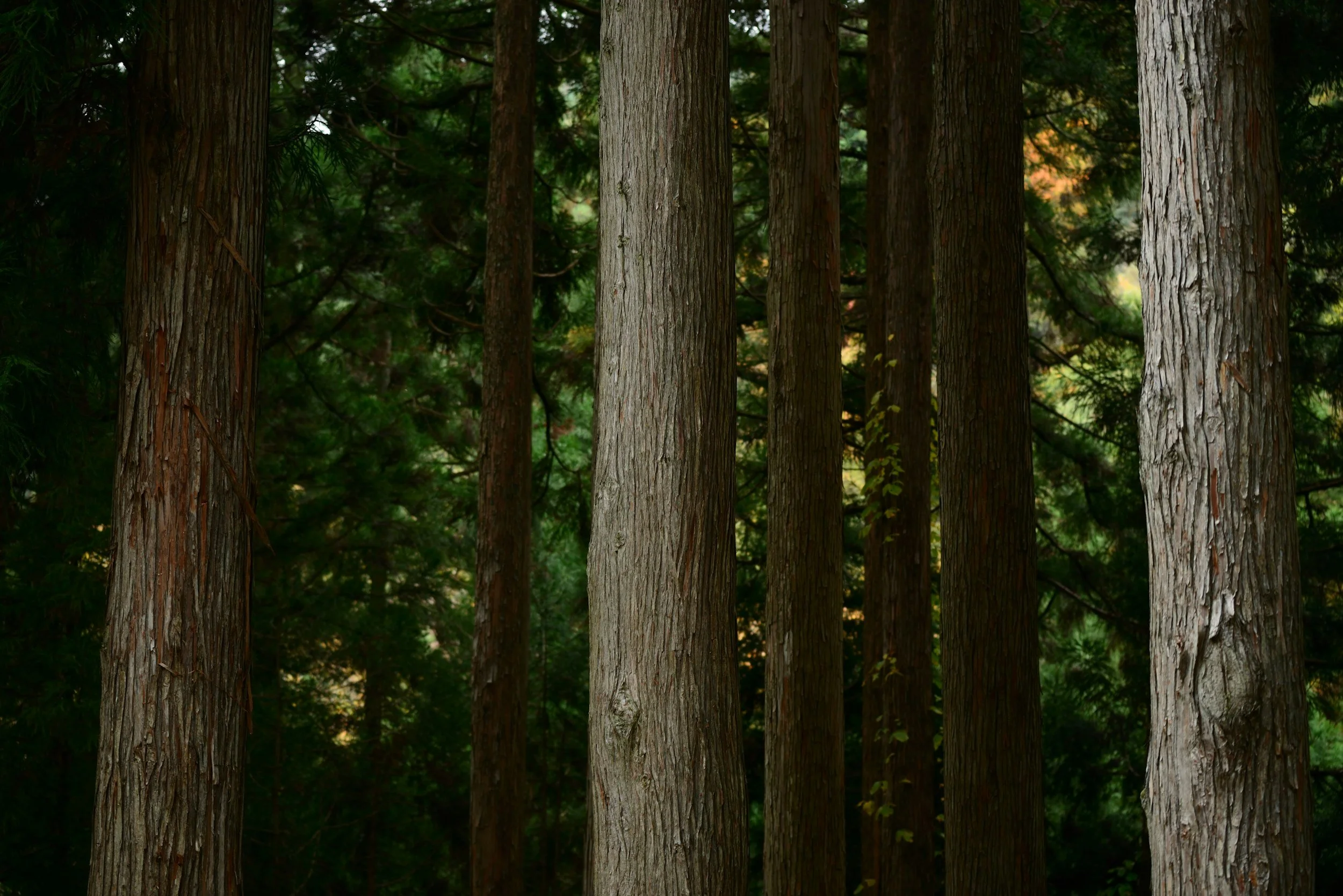 A few pine trees are shown. Learn how to root in your body to make aligned life choices with the help of a queer parts work coach in St. Louis Missouri.