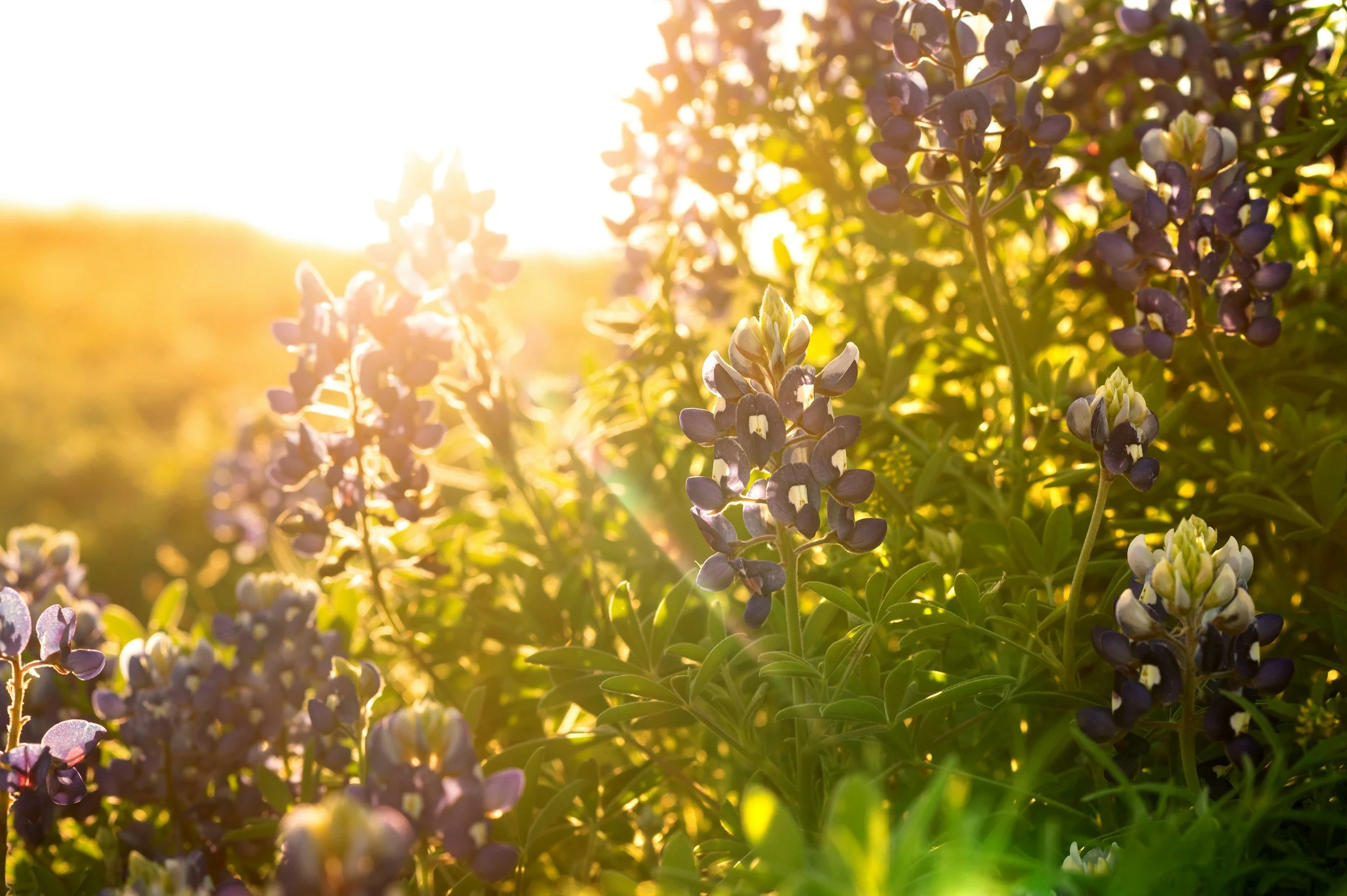 Close-up of purple and white flowers with sunlight shining in the background.