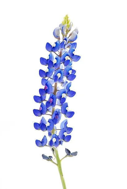 Rooted in Affirmation: Why I Founded Wild Bluebonnet Counseling