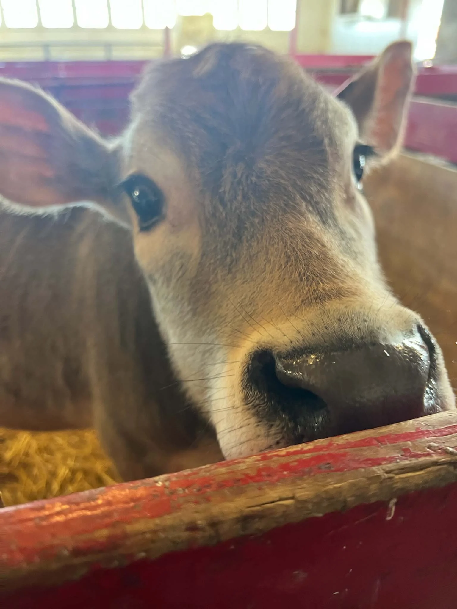 Youngs Dairy Farm Calf.jpg