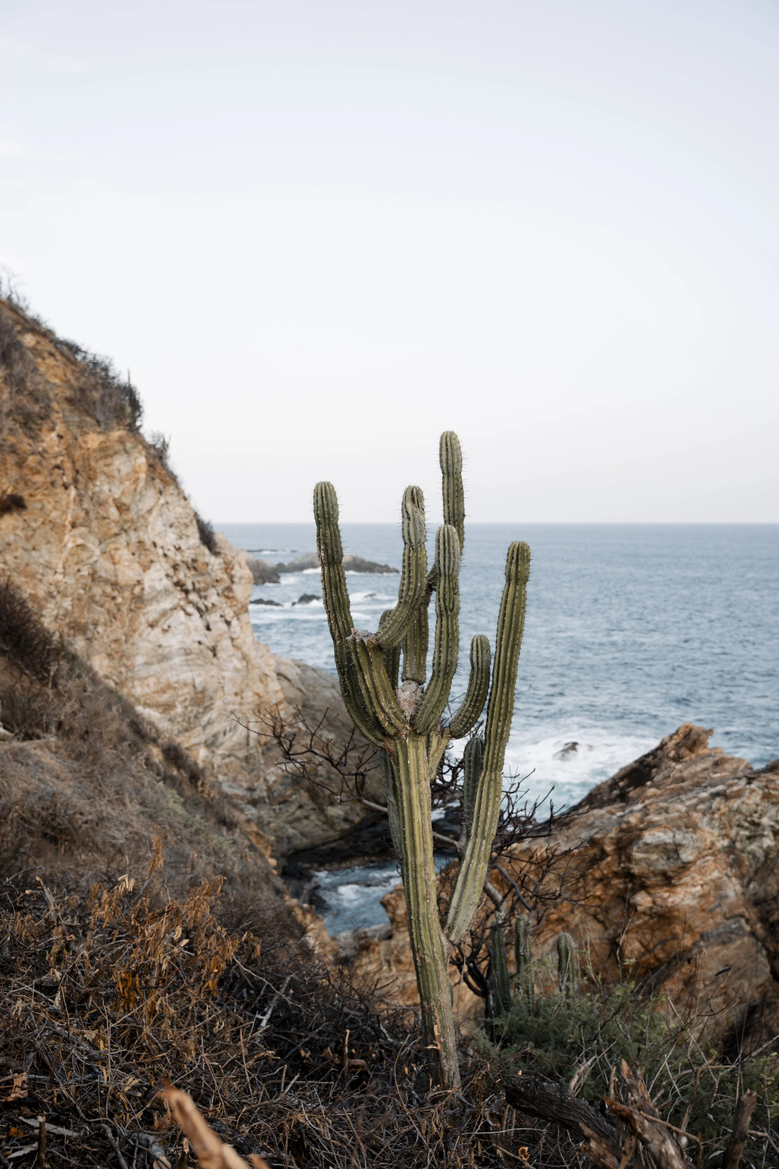 Cactus en la costa rocosa junto al mar con acantilados rojos y vegetación seca.