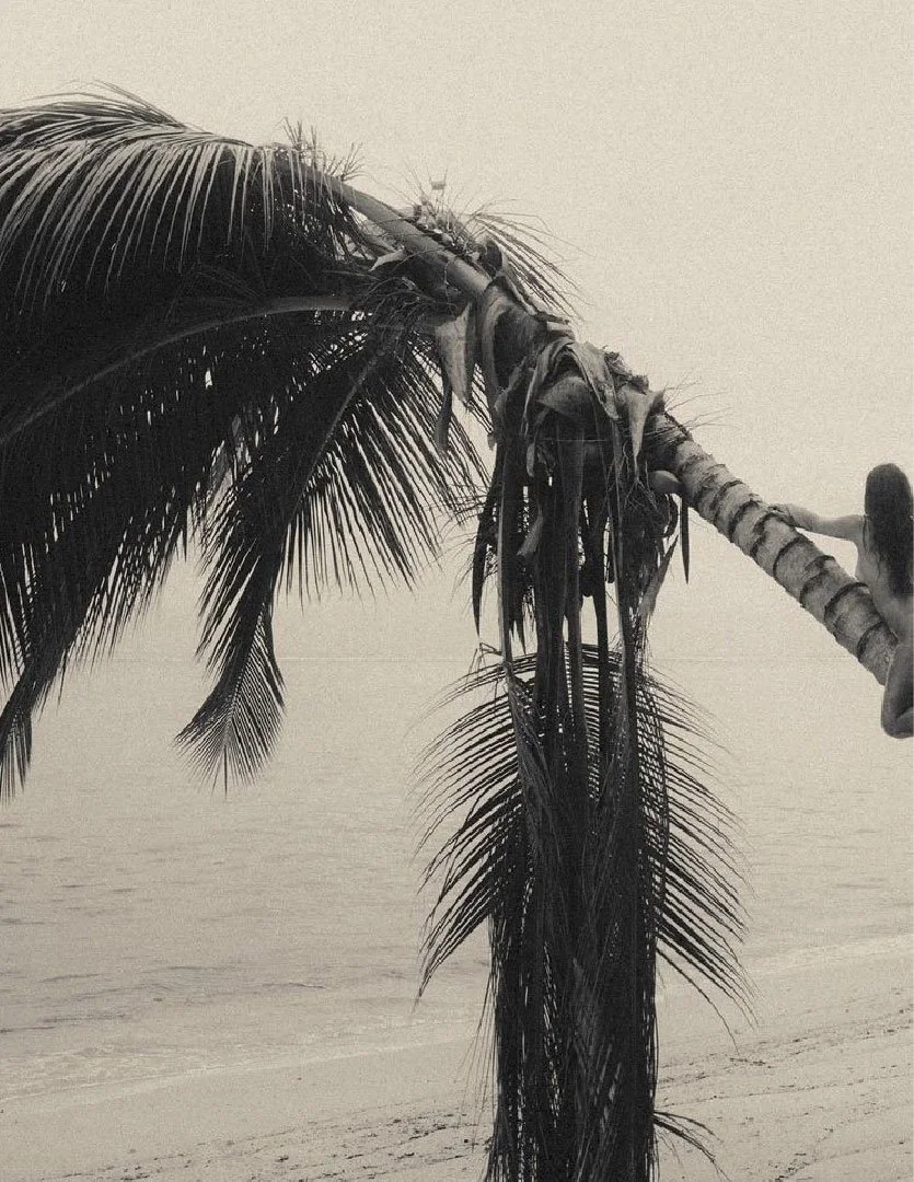 Palmera inclinada en la playa con una persona en la orilla al fondo, en una imagen en tonos sepia.
