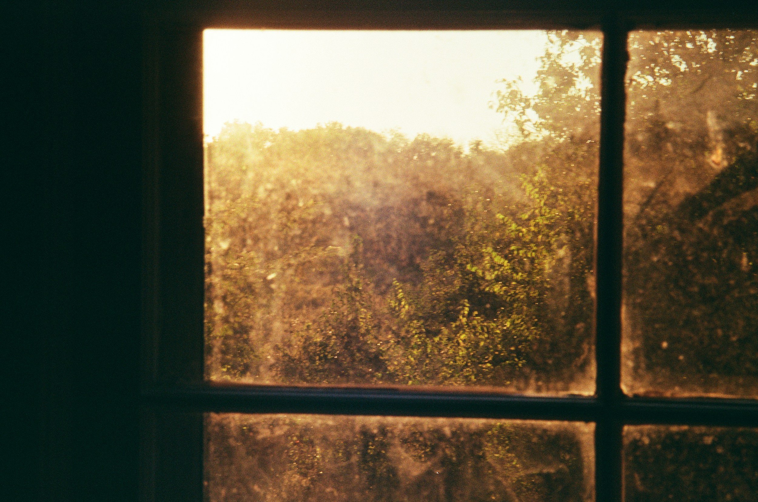 View through a window with a grid, showing trees and sunlight outside.