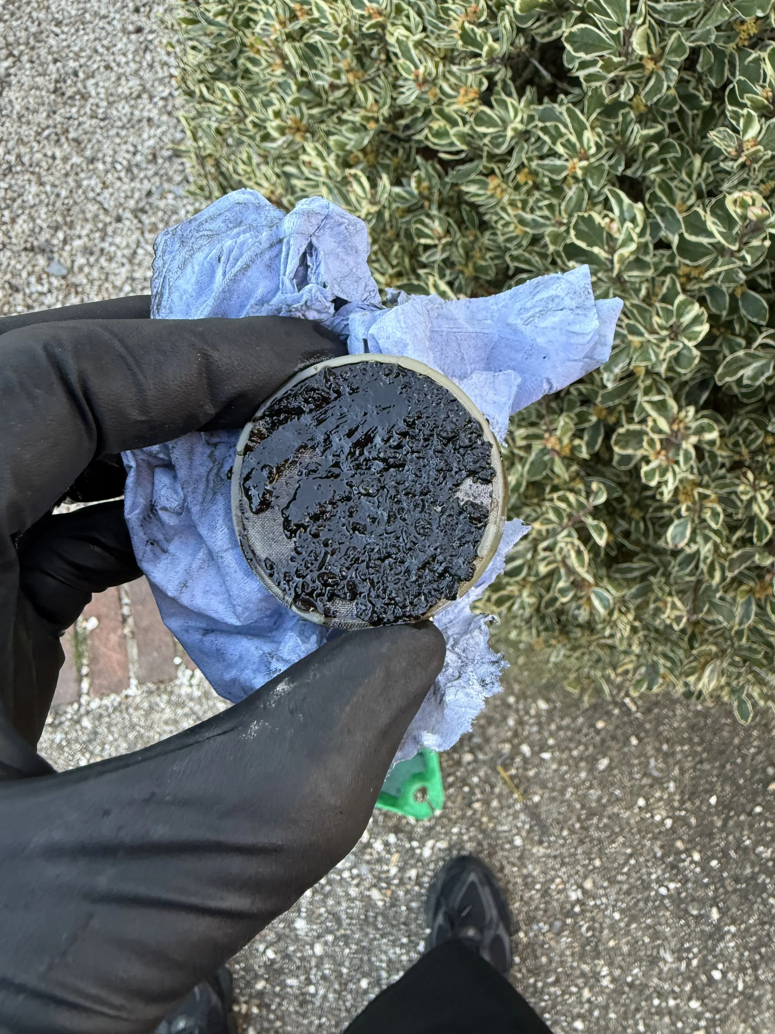 Person holding a used blackened coffee filter with a blue glove covering their hand, standing on a gravel path with bushes in the background.