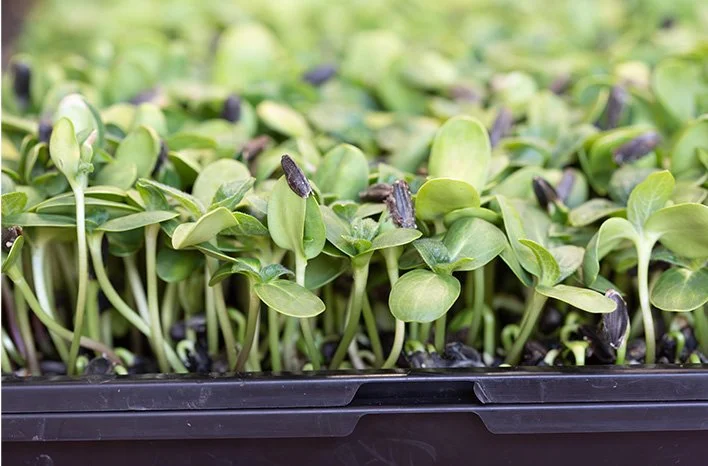 Hands-On Microgreens Workshop for Seniors