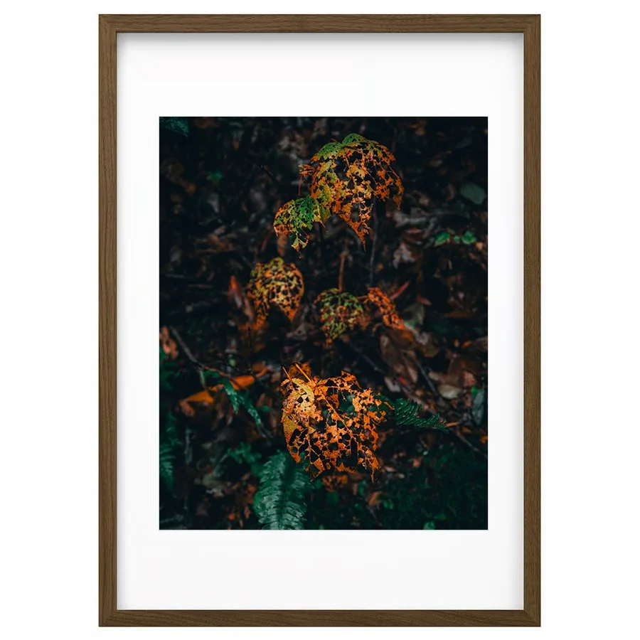 Eaten Leaves