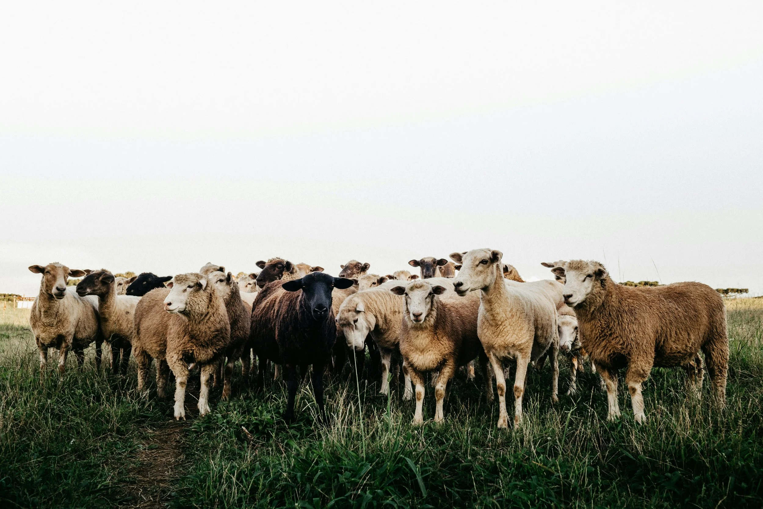 Flock of sheep in paddock