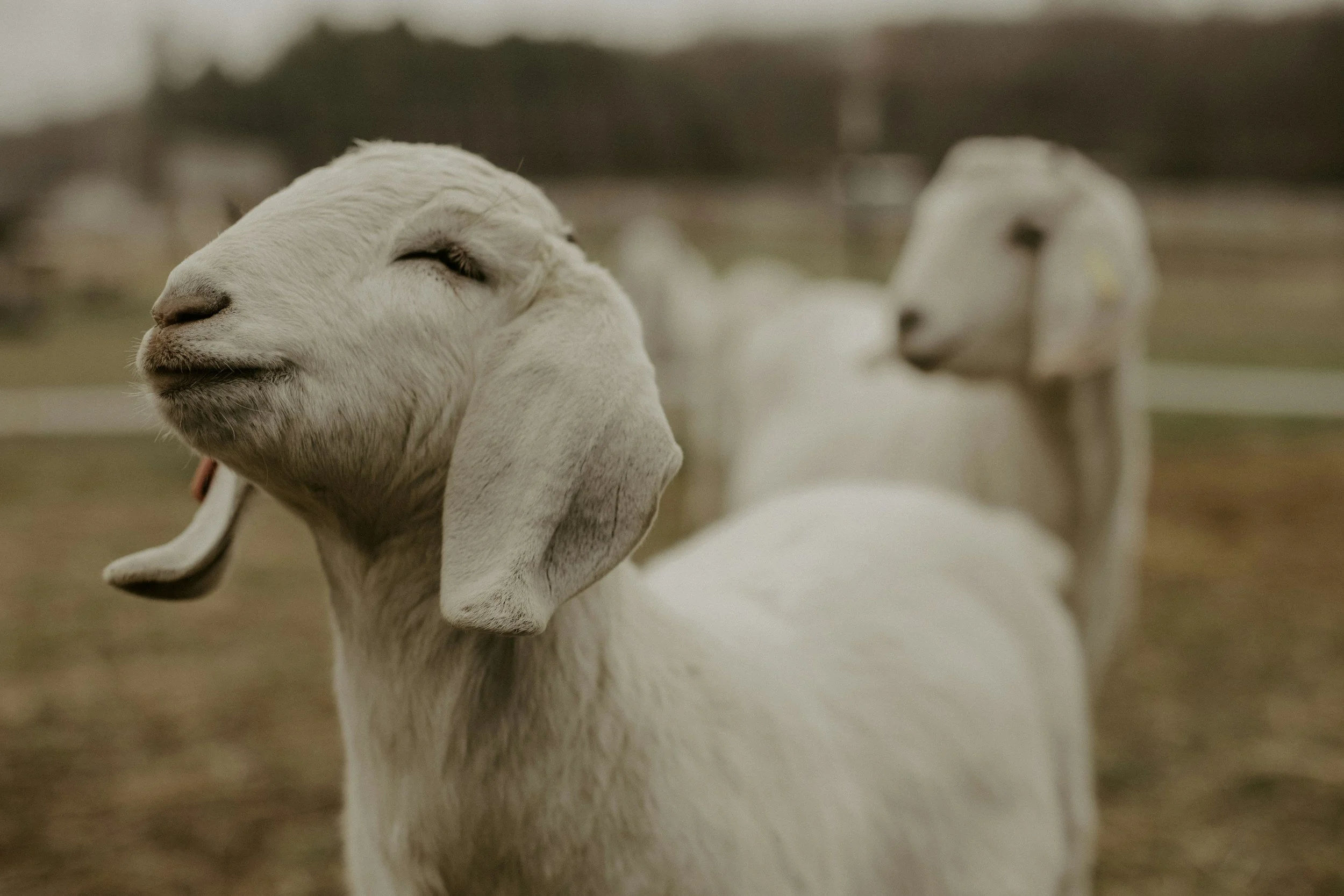 Close-up of a young white goat with closed eyes, standing outdoors with other goats in the background.