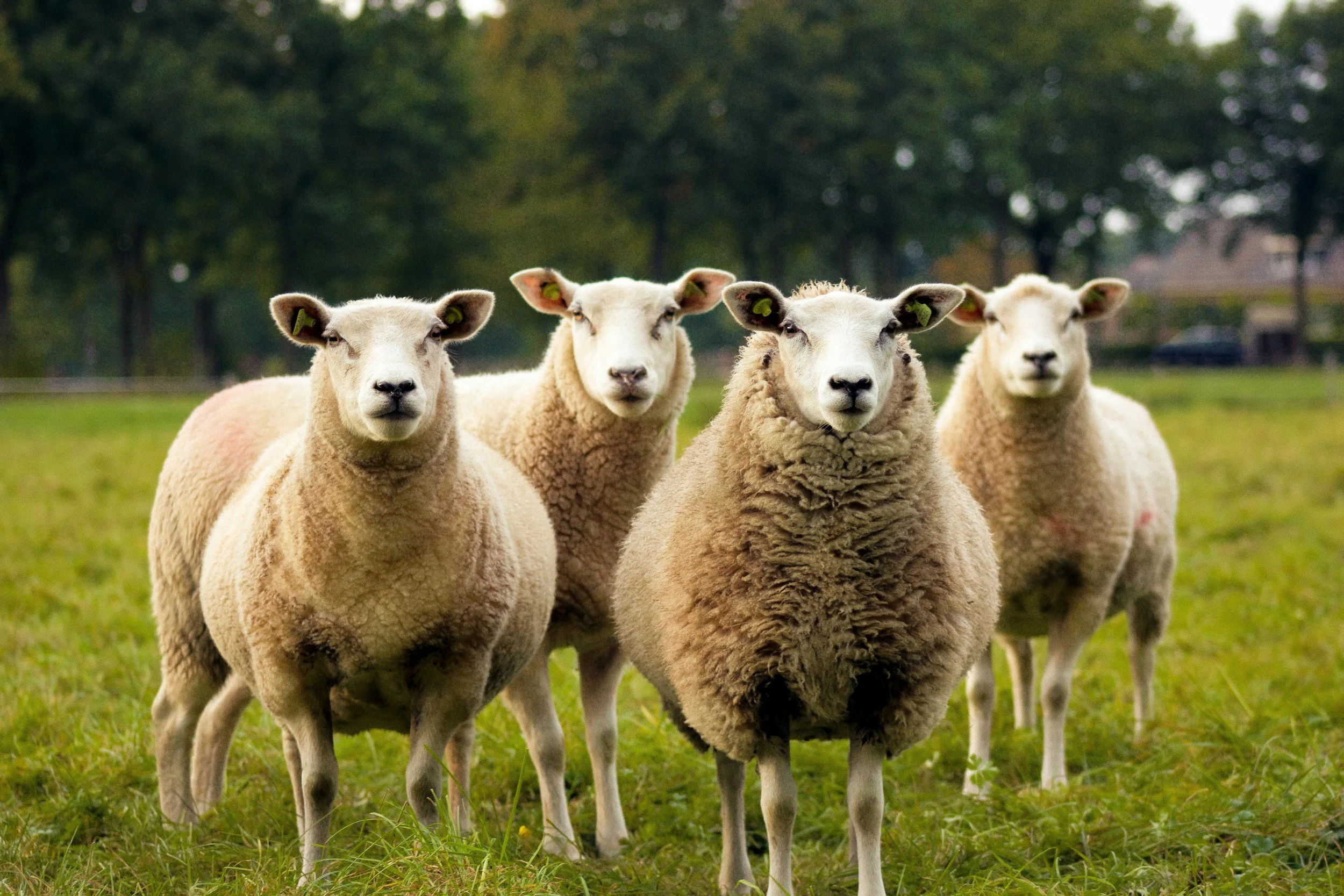 Four sheep standing in a grassy field with trees in the background.