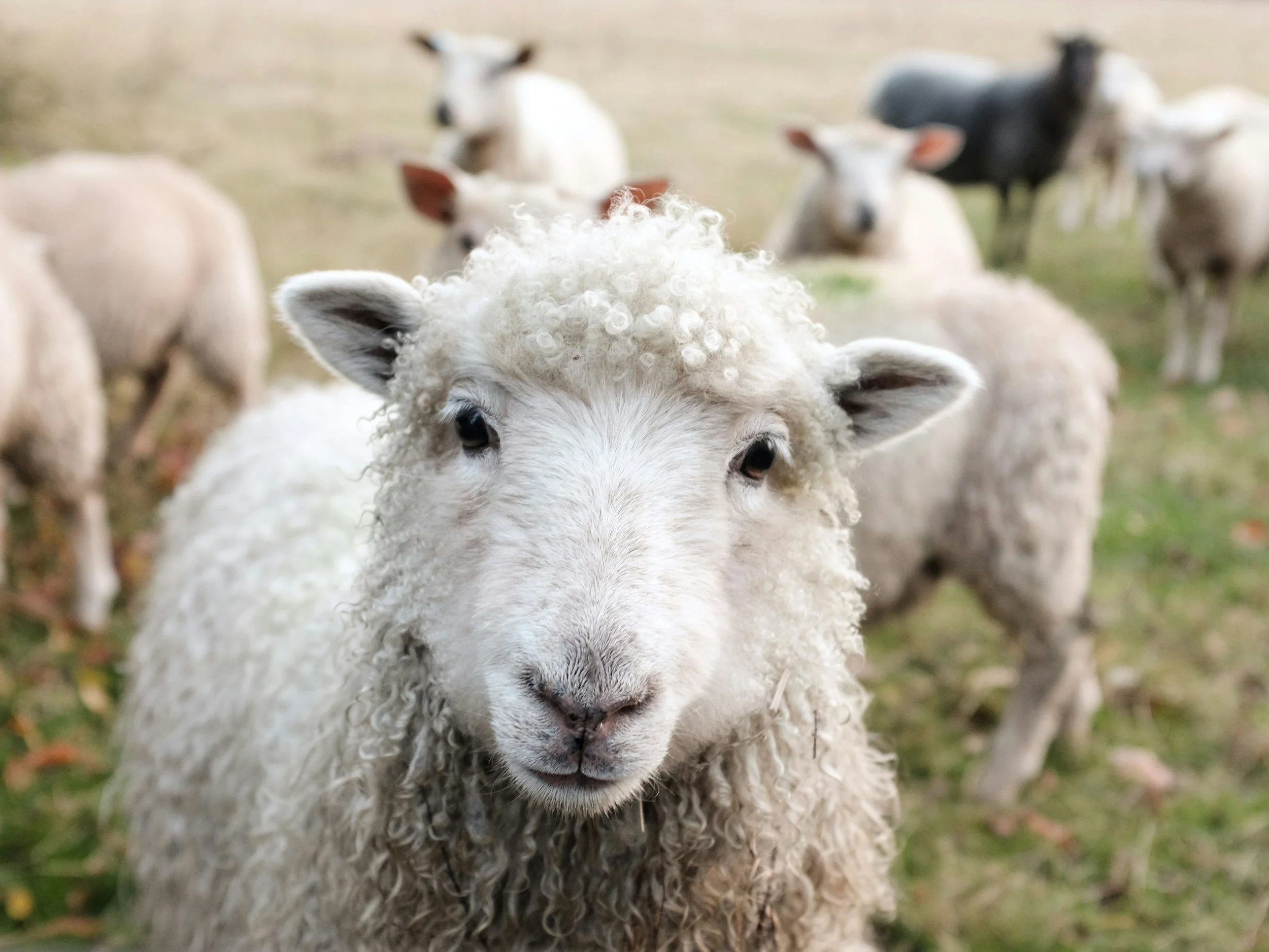 Close-up of a sheep with curly wool, surrounded by other sheep in a field.