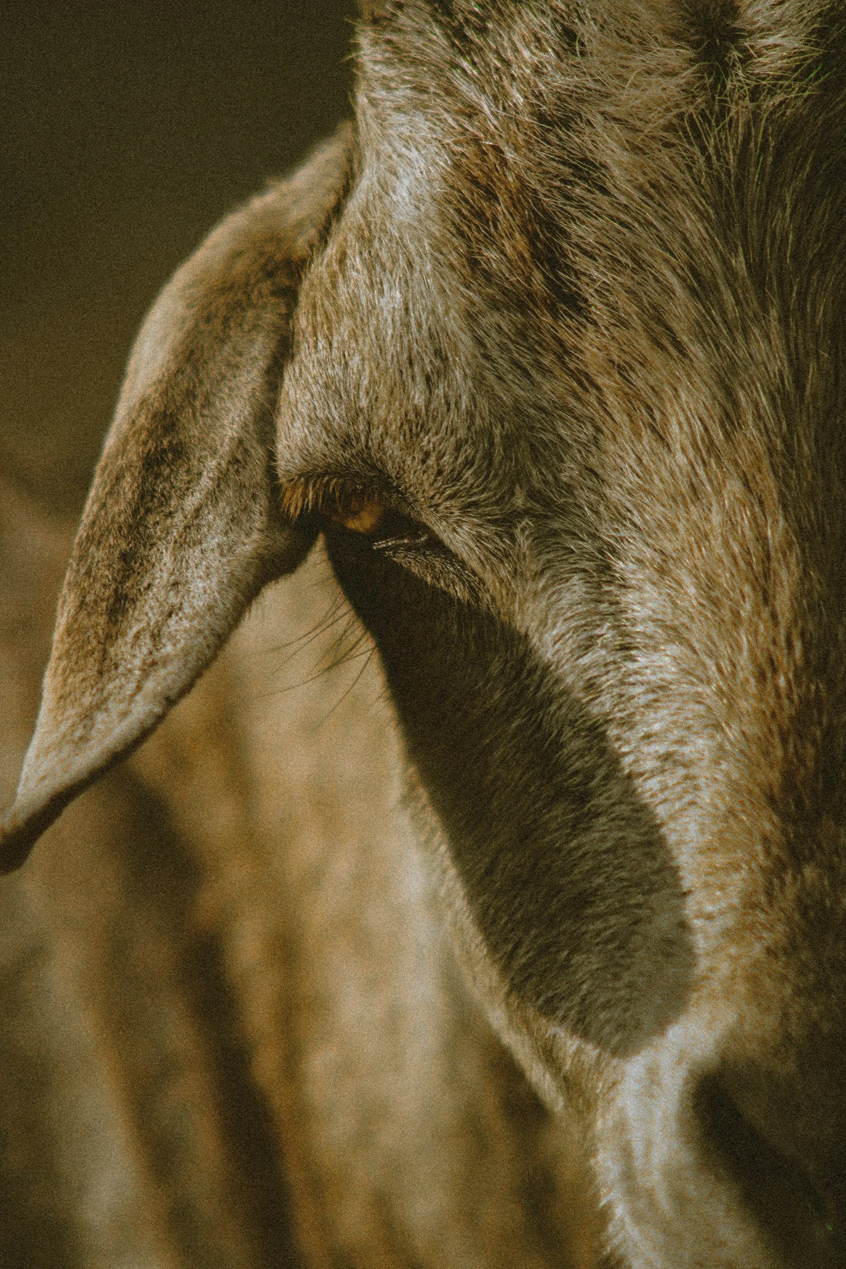 Close-up of a goats head, showing its eye, ear, and side of its face with light brown hair.