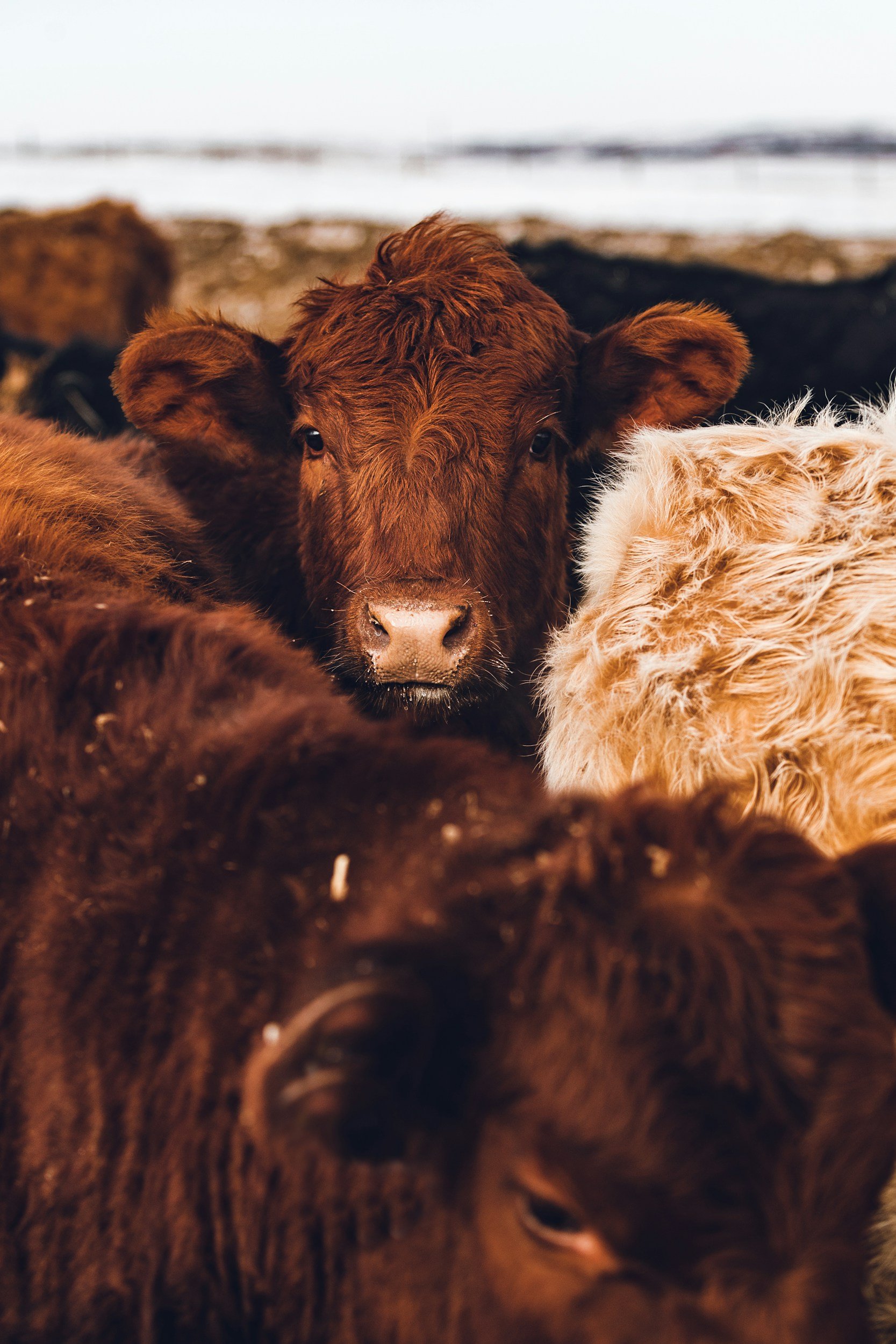 Close-up of a young brown calf with thick coat, surrounded by other calves at a farm.