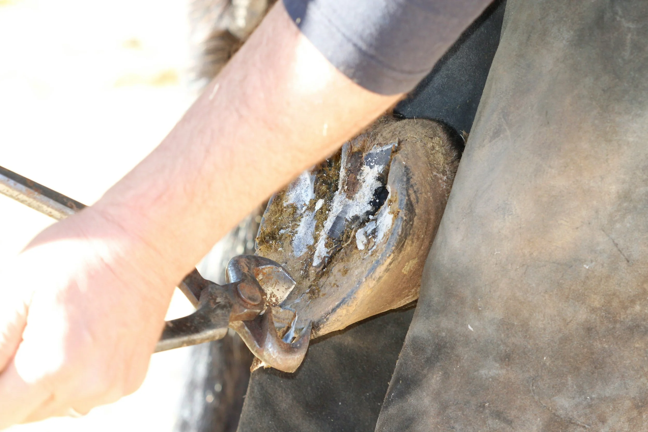 Close-up of a persons arm and hands completing a hoof trim.