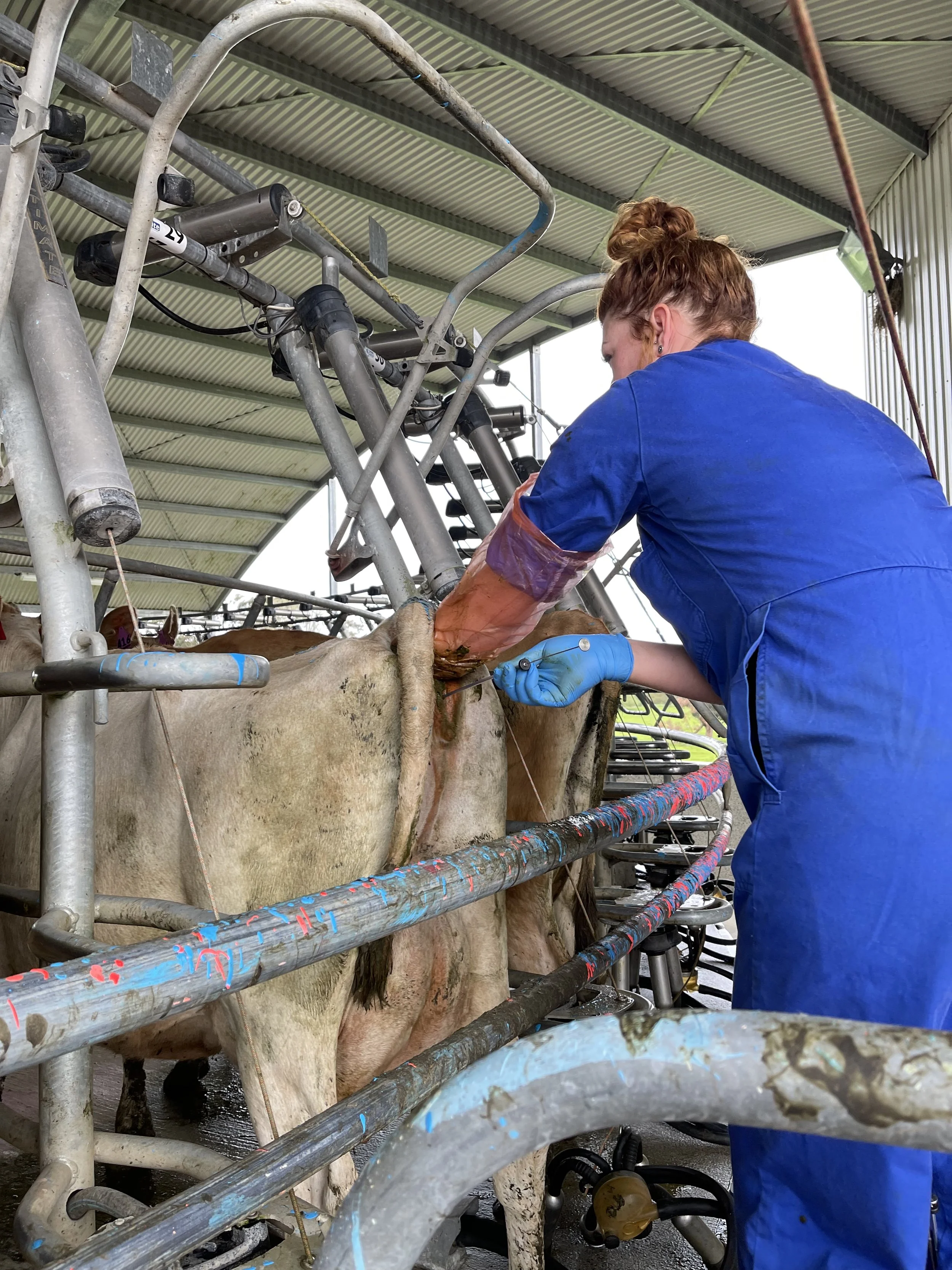 Artificial Insemination Cow