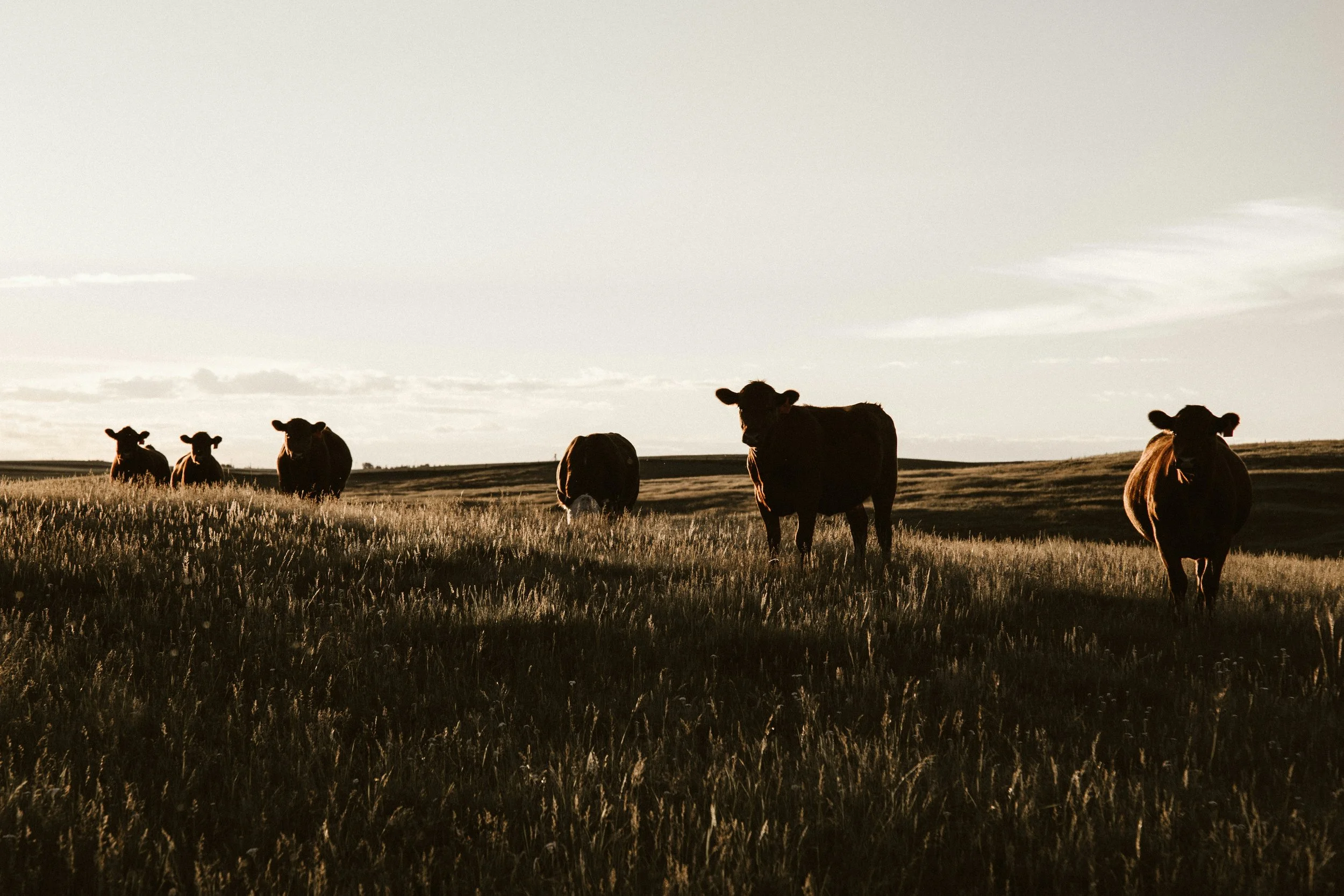 Cows in a field at dusk