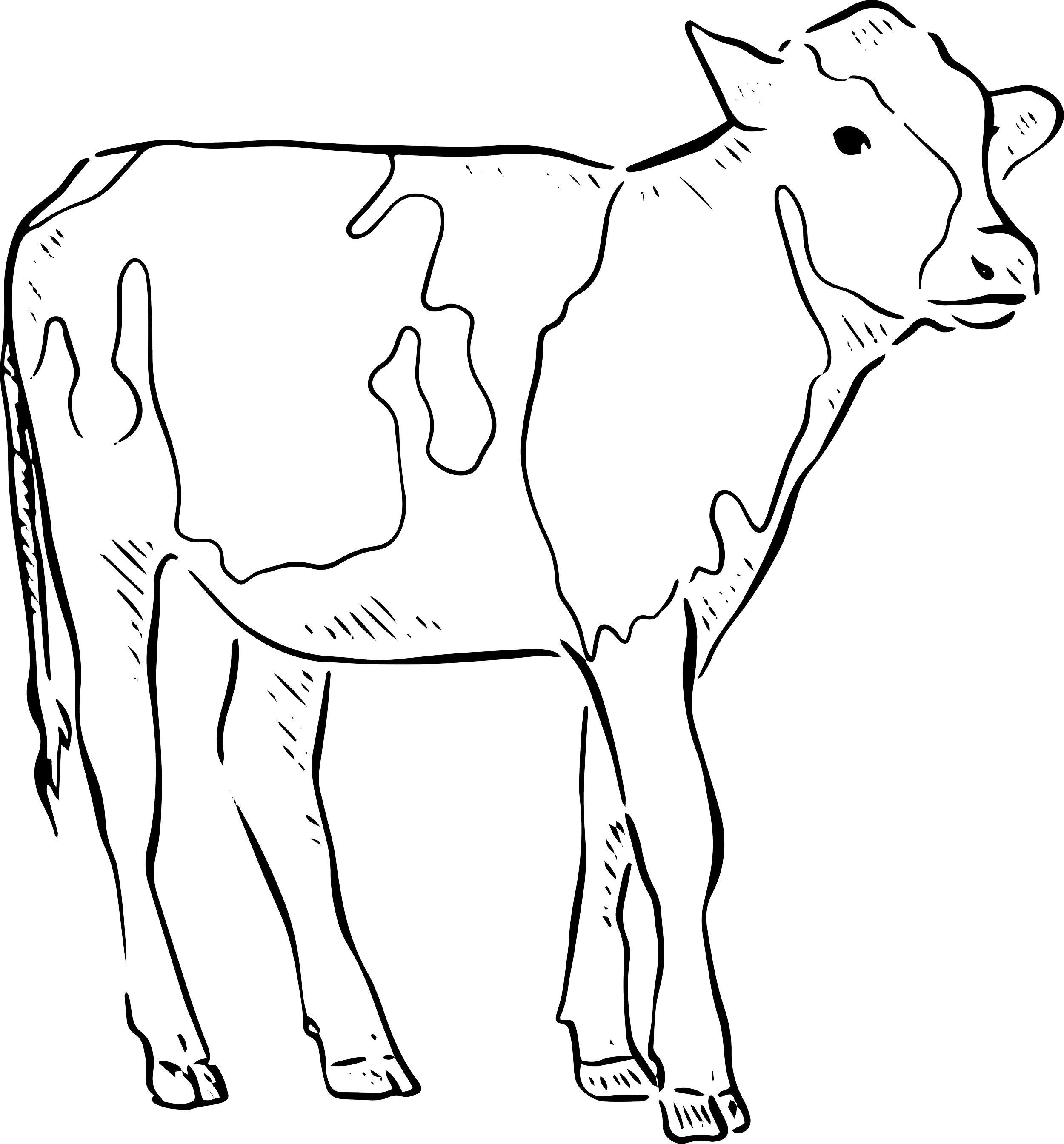 Calf