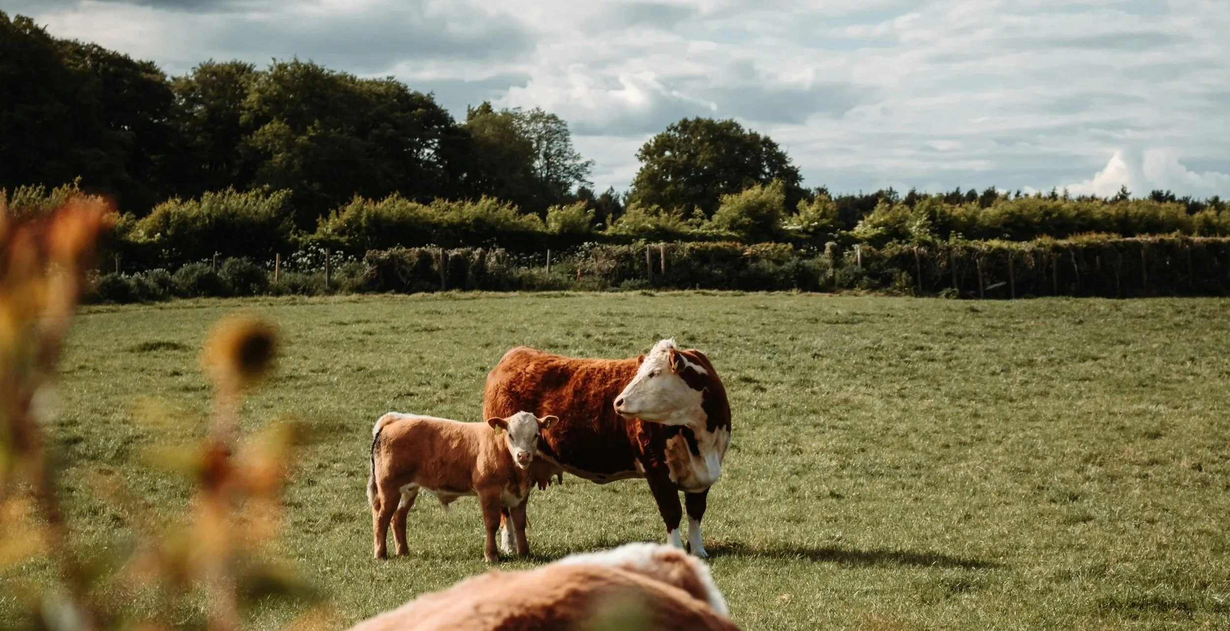 A cow and a calf standing in a green pasture with trees and clouds in the background.