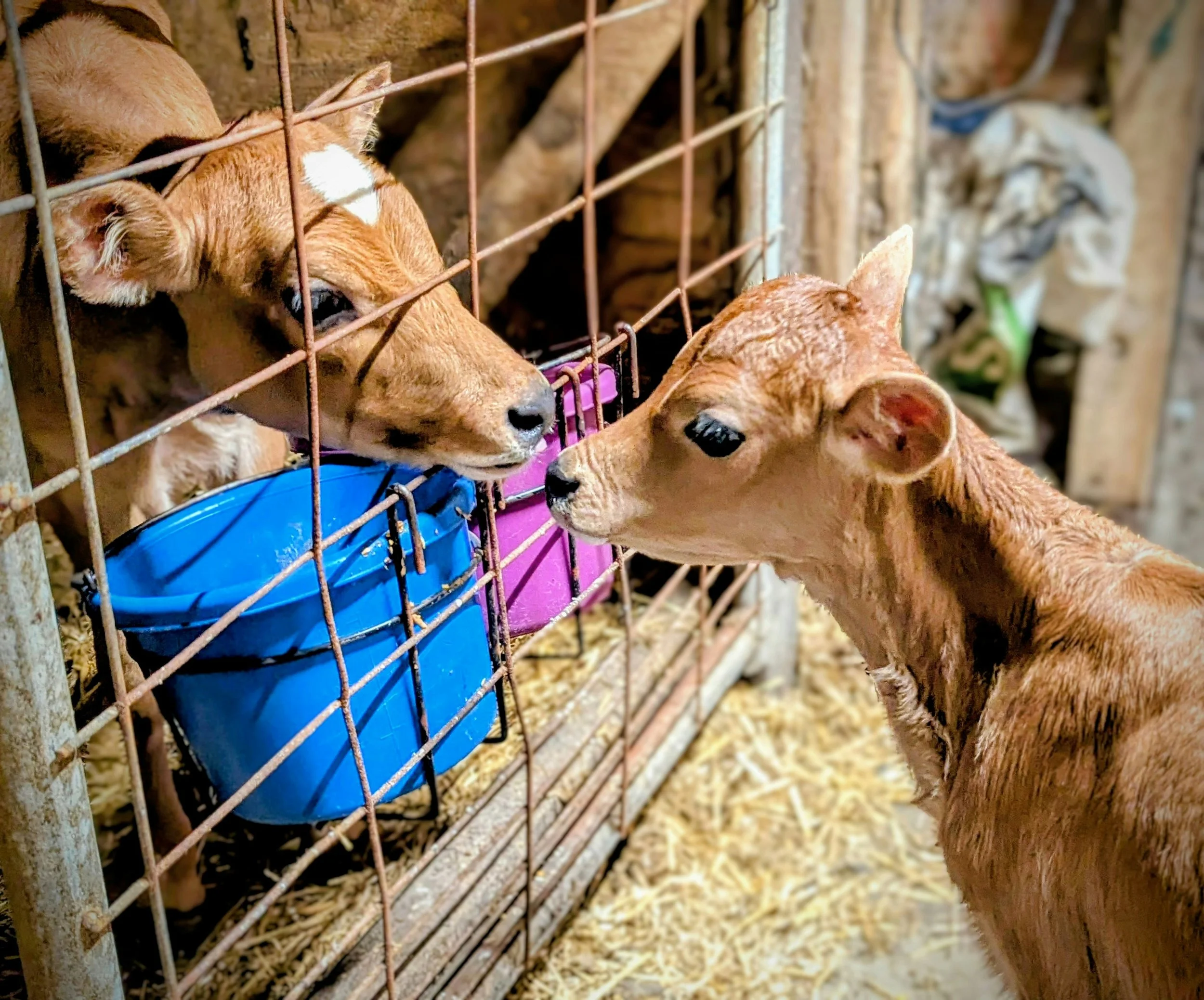 Two puppies in a wooden enclosure with a metal wire fence, eating from colored feeding bowls on straw bedding.